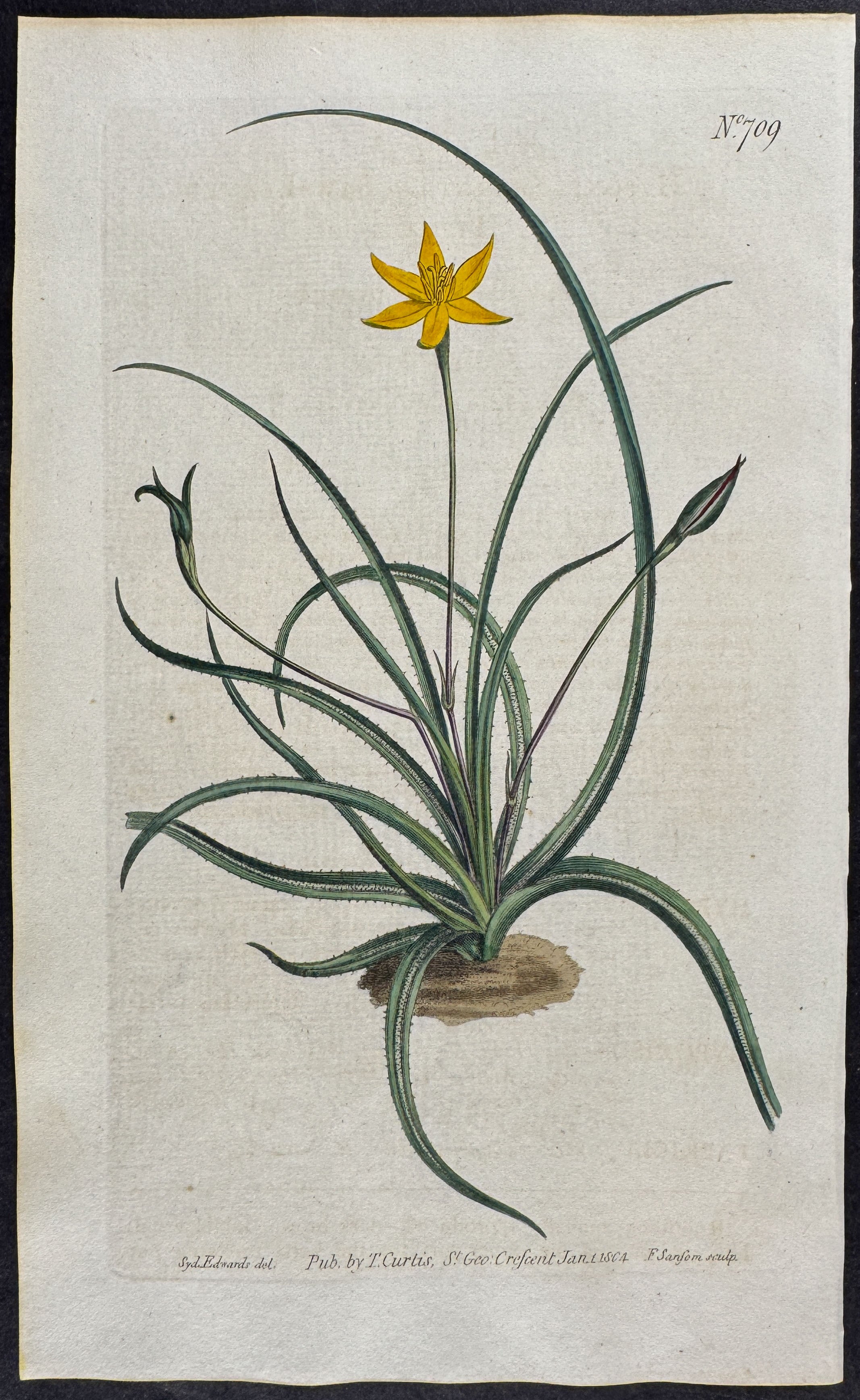 Saw-leaved Hypoxis