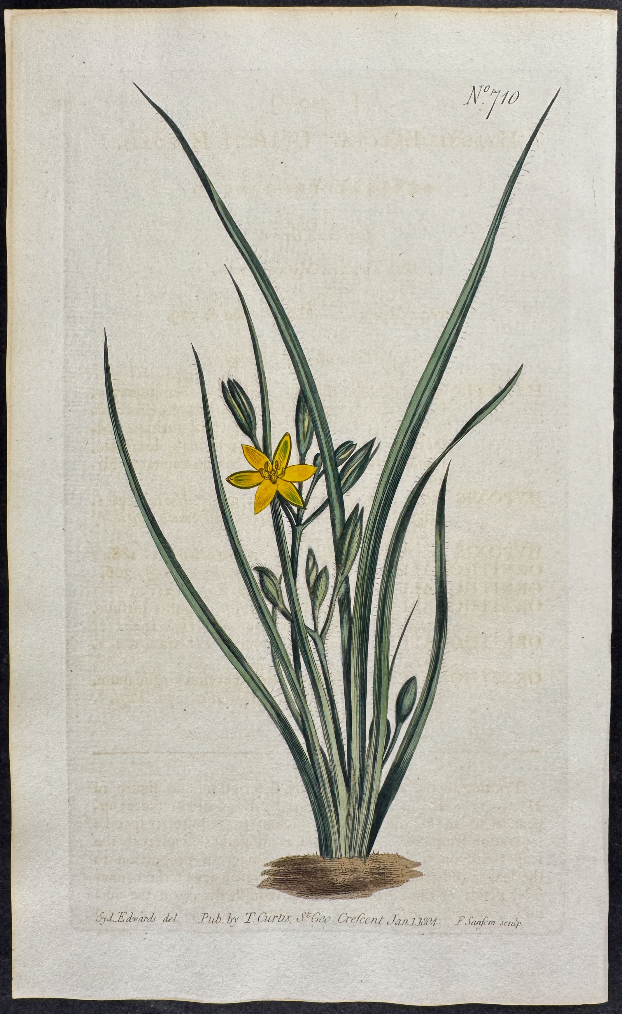 Upright Hypoxis