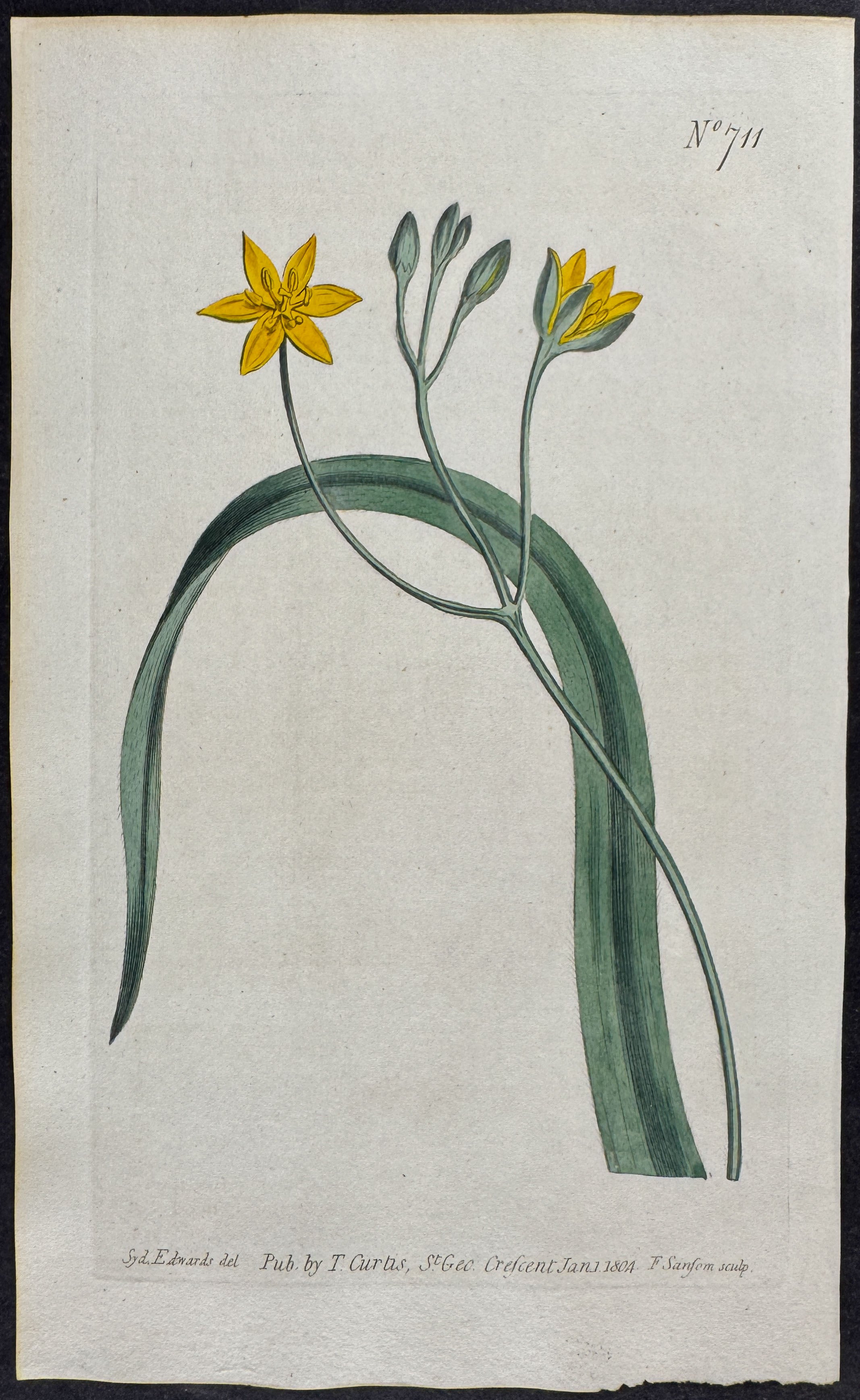 Creeping Hypoxis