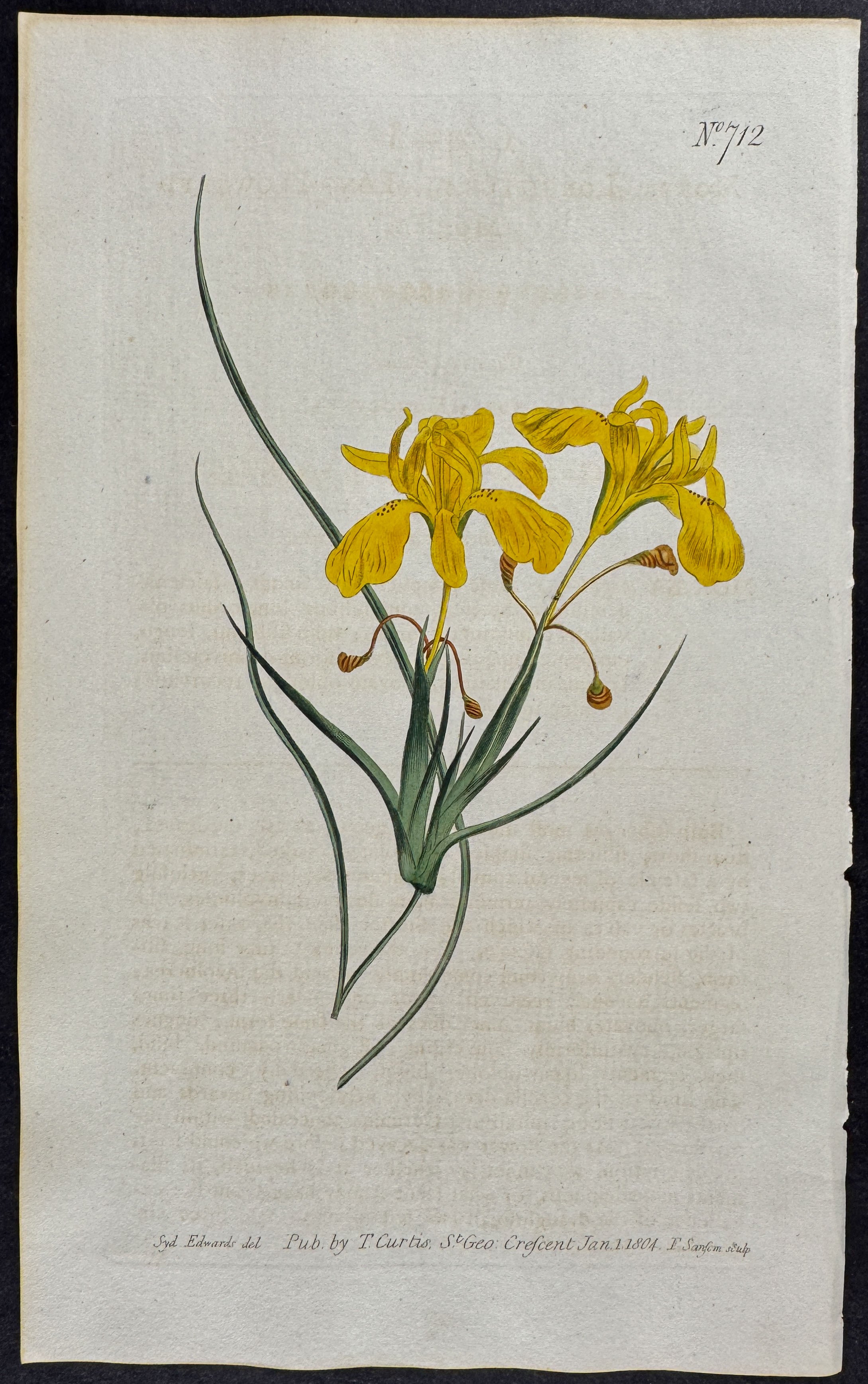 Long-flowered Moraea