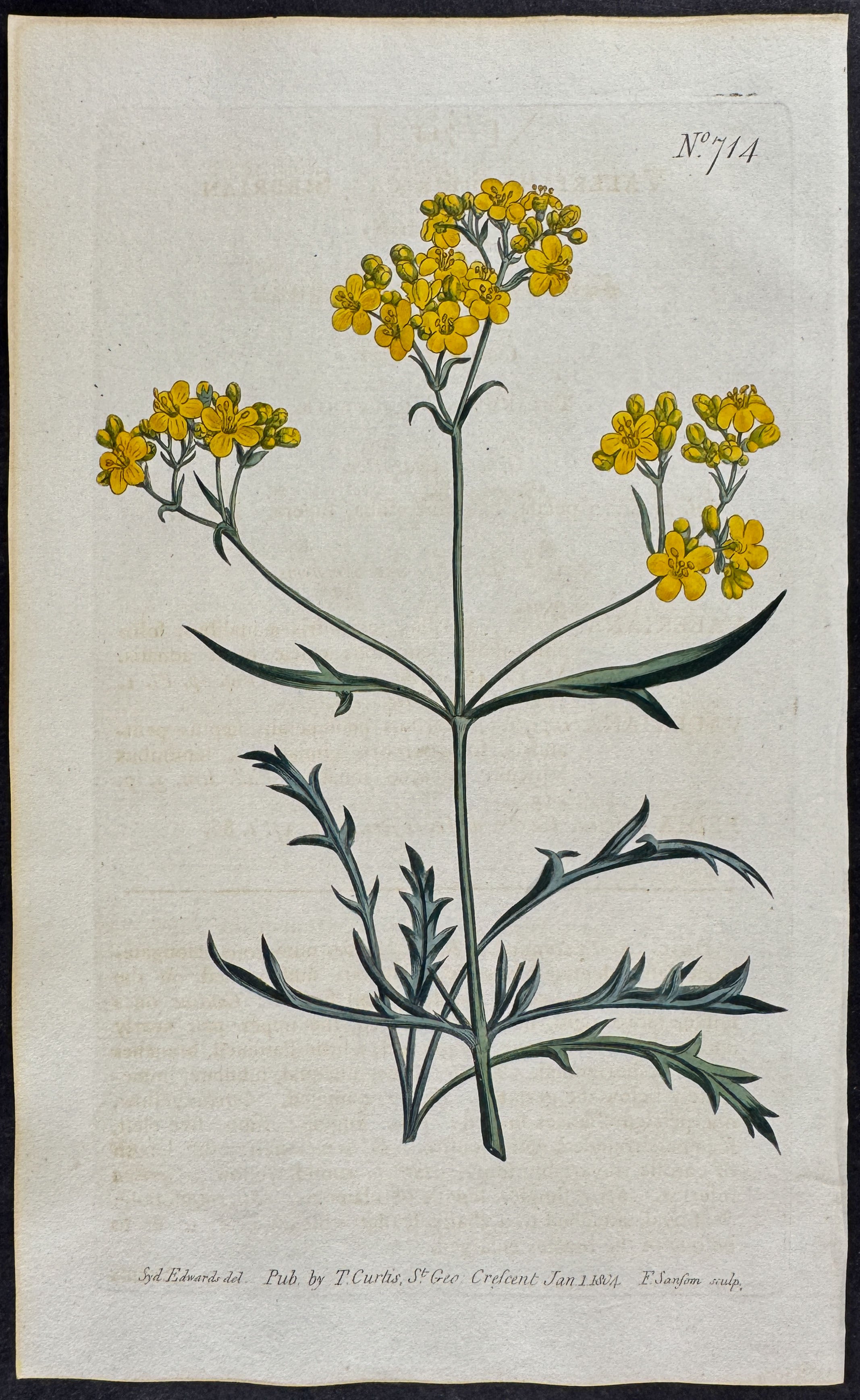 Siberian Valerian