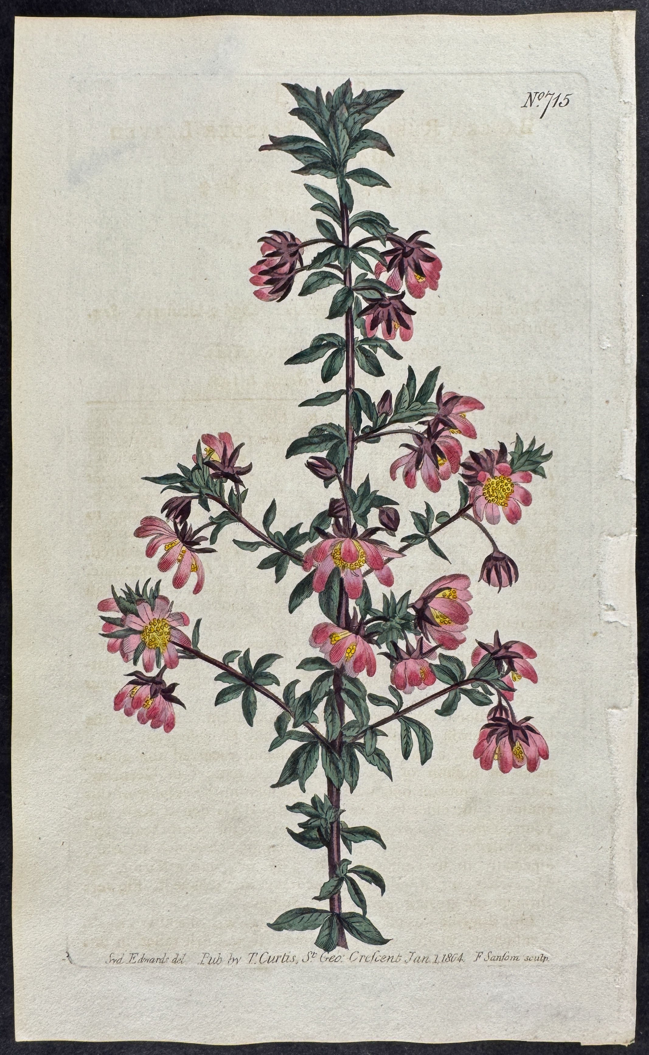 Madder-leaved Bauera