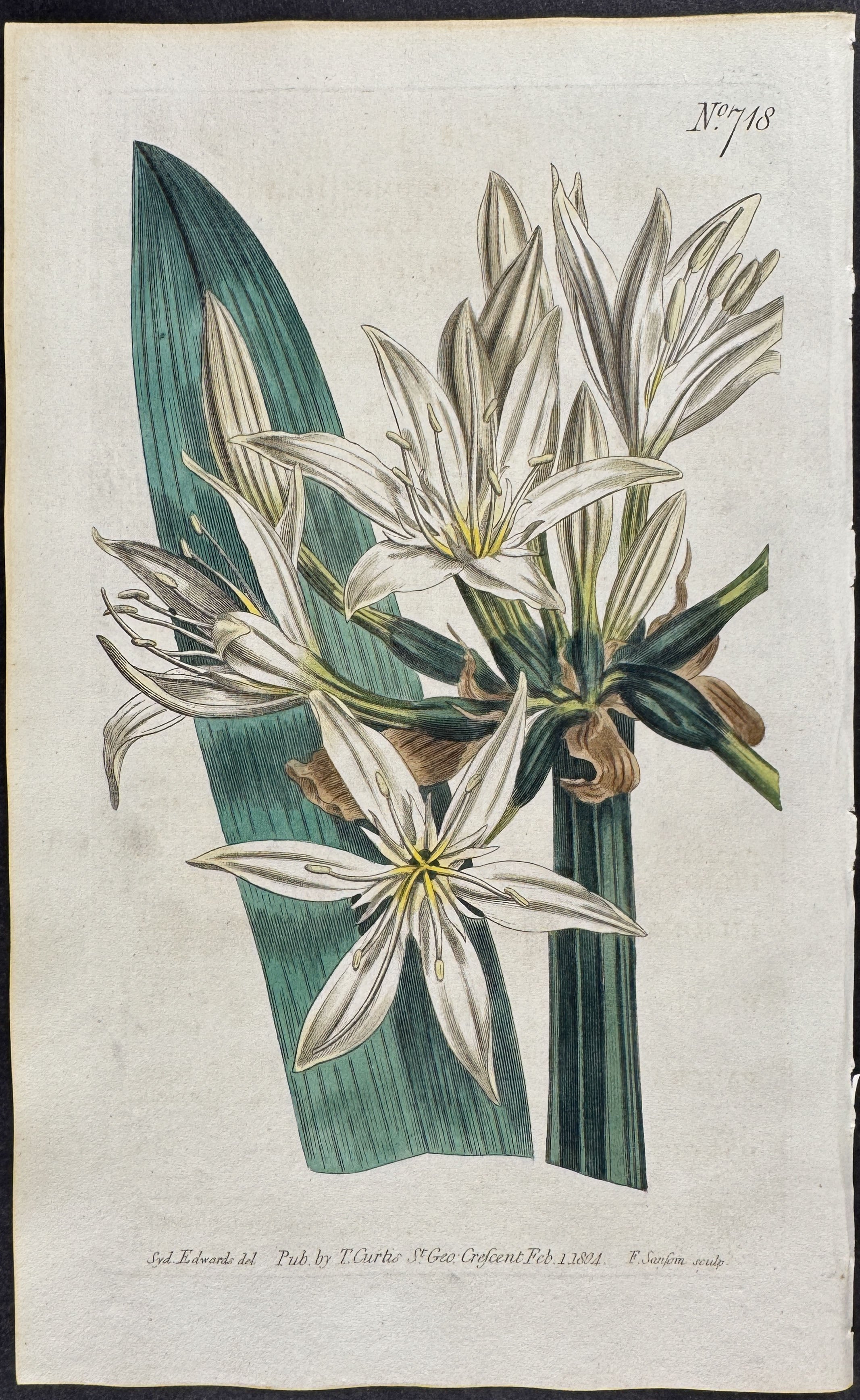 Illyrian Pancratium