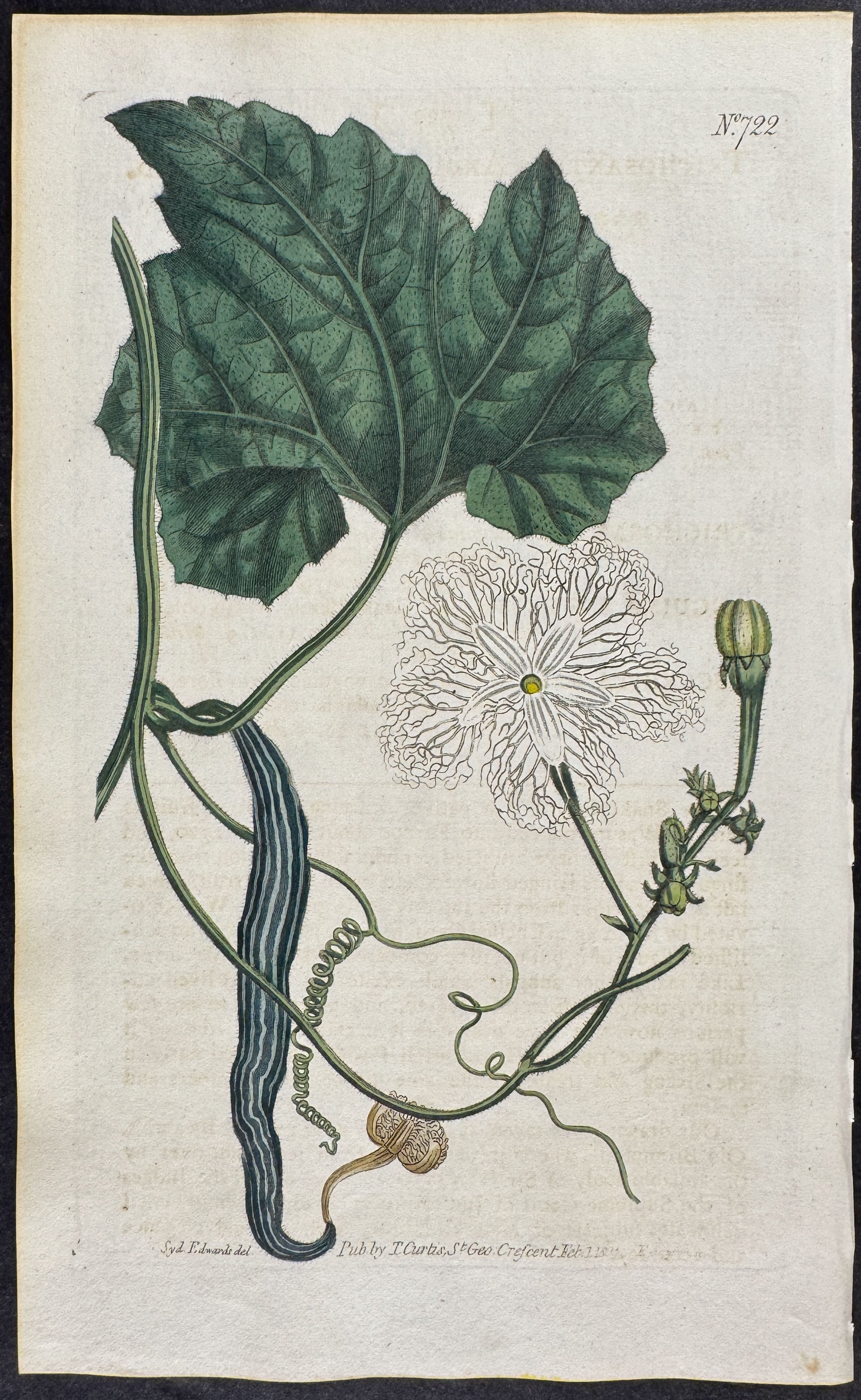 Snake-gourd