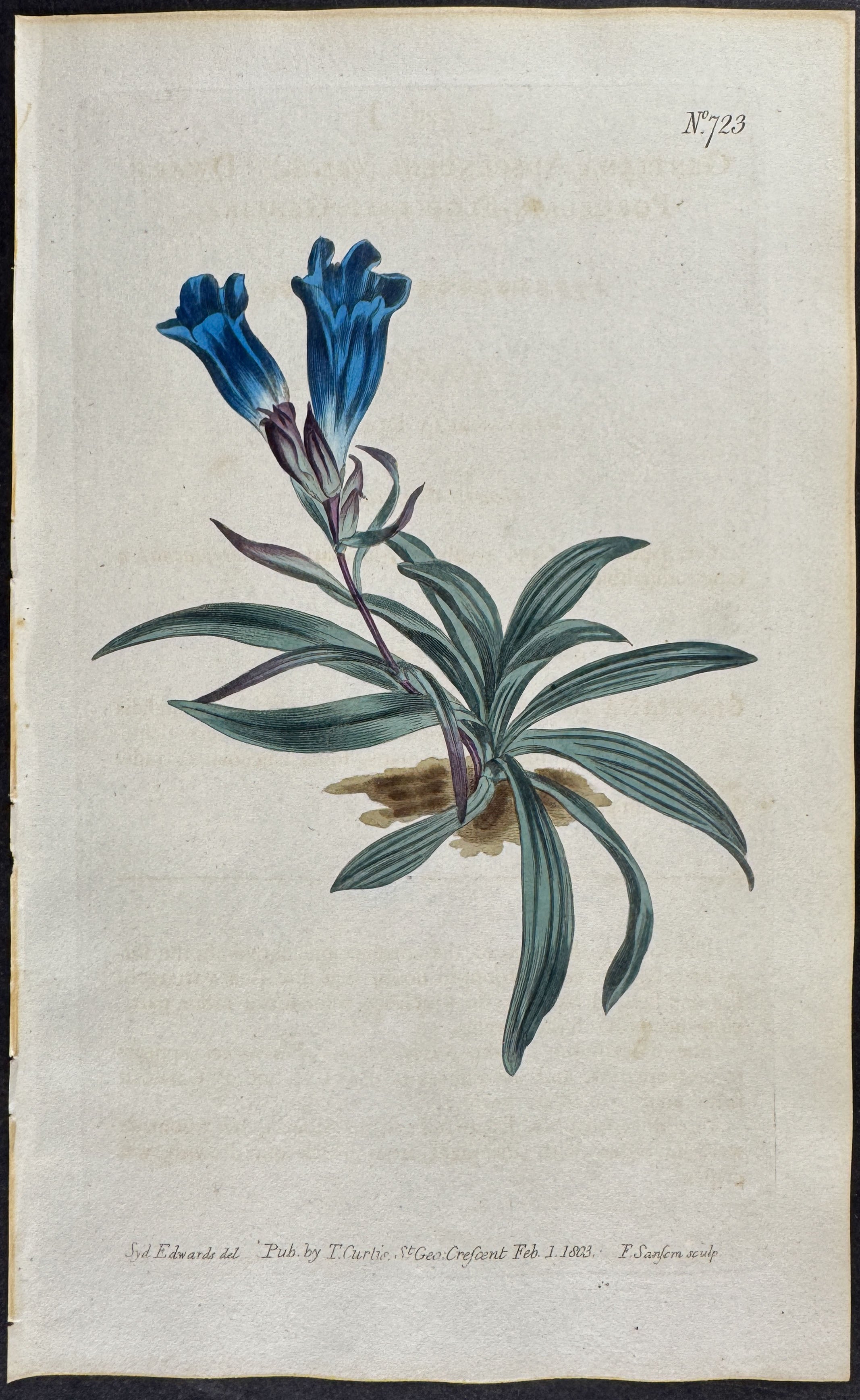 Dwarf Porcelain-flowered Gentian