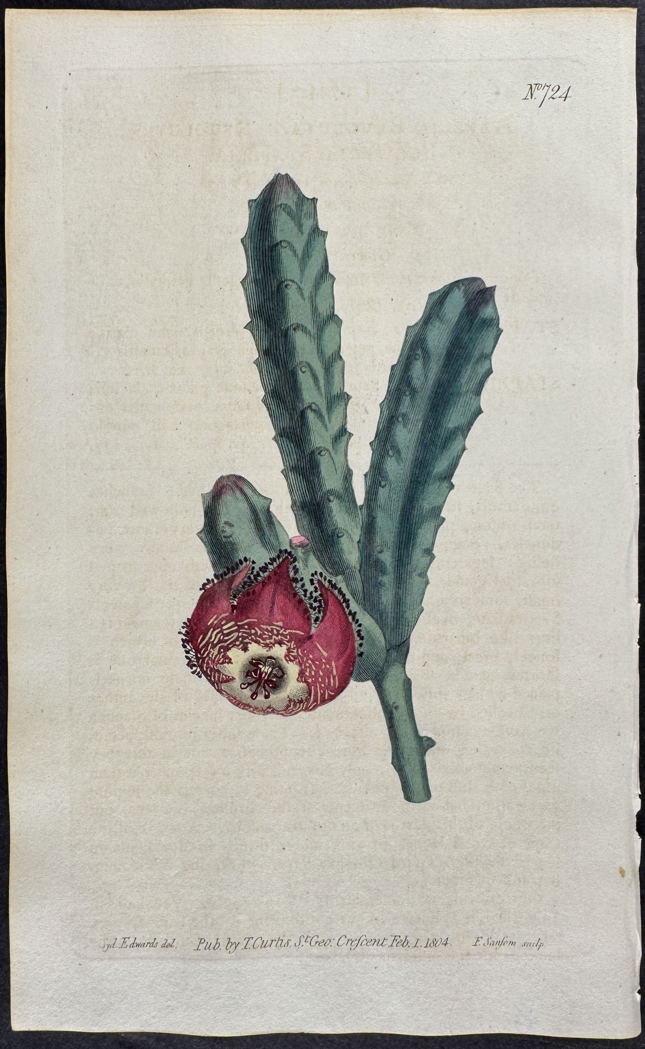 Revolute-Flowered Stapelia or Carrion Flower