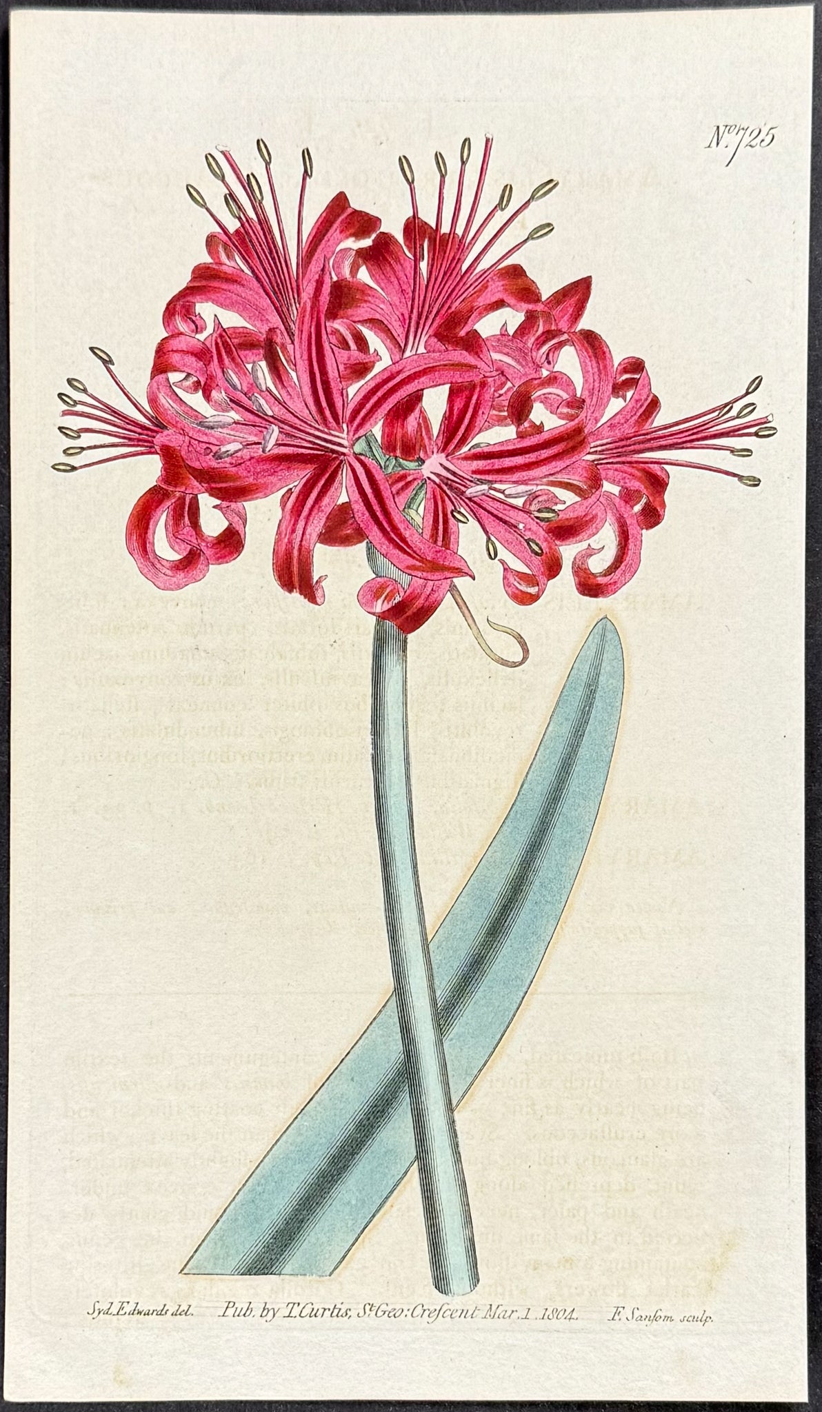 Glaucous-leaved Amaryllis