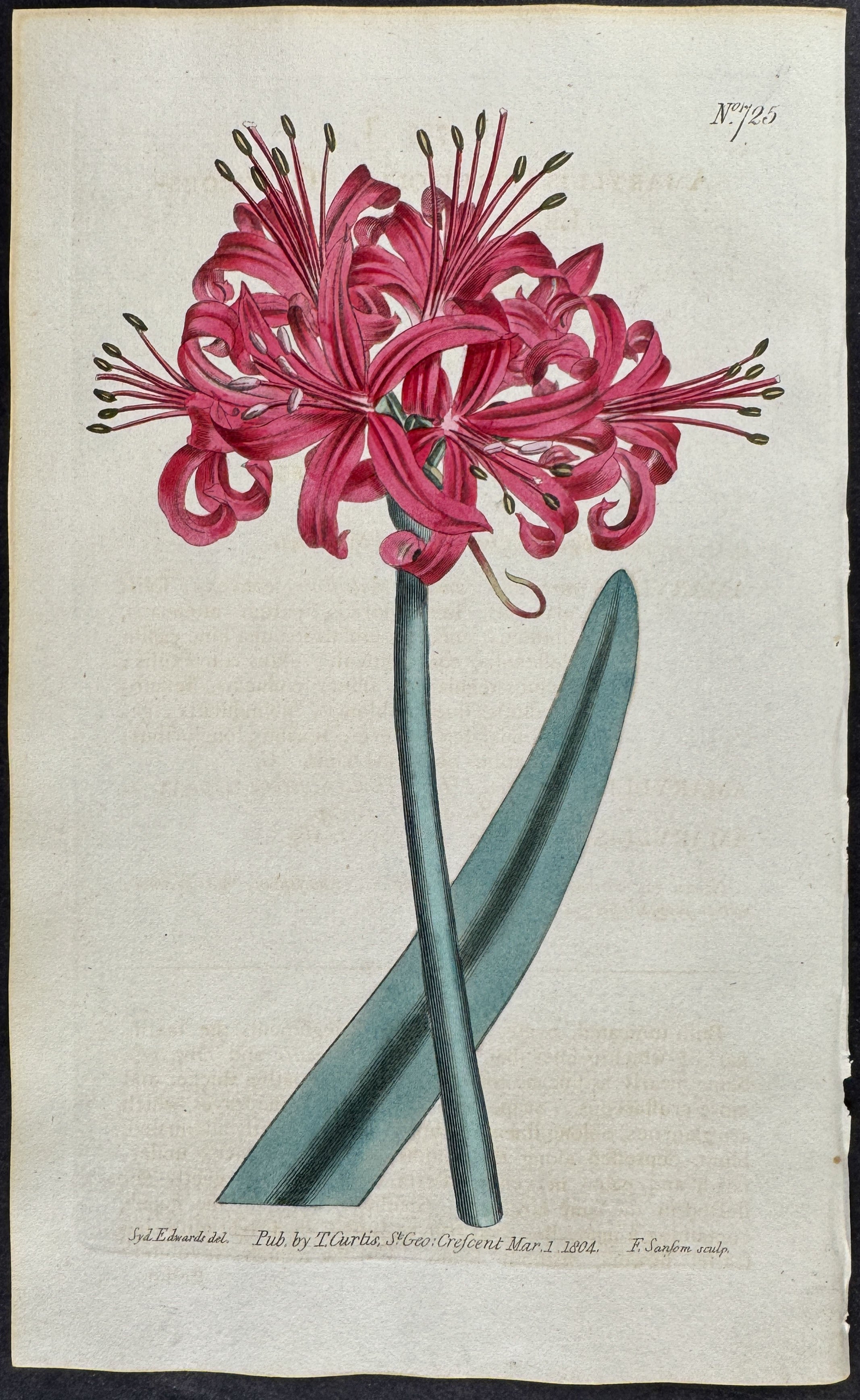 Glaucous-leaved Amaryllis