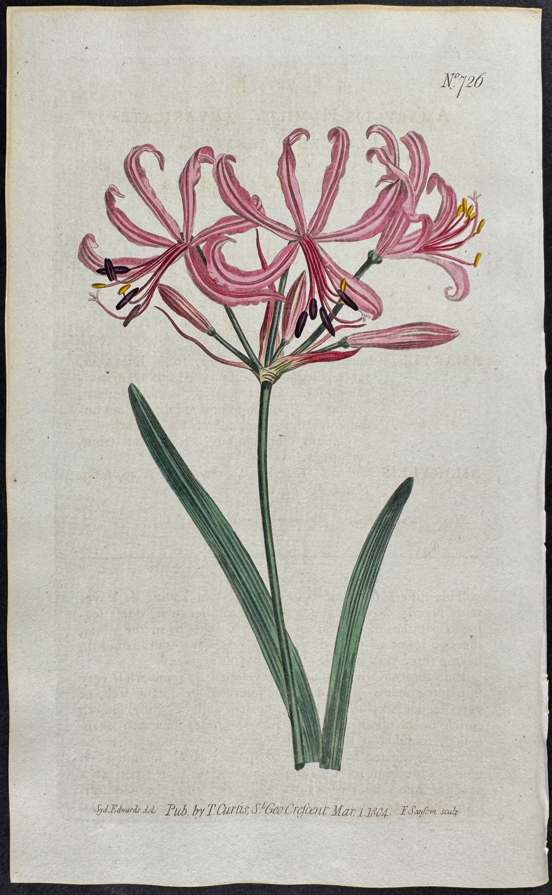 Divativate-Petaled Amaryllis