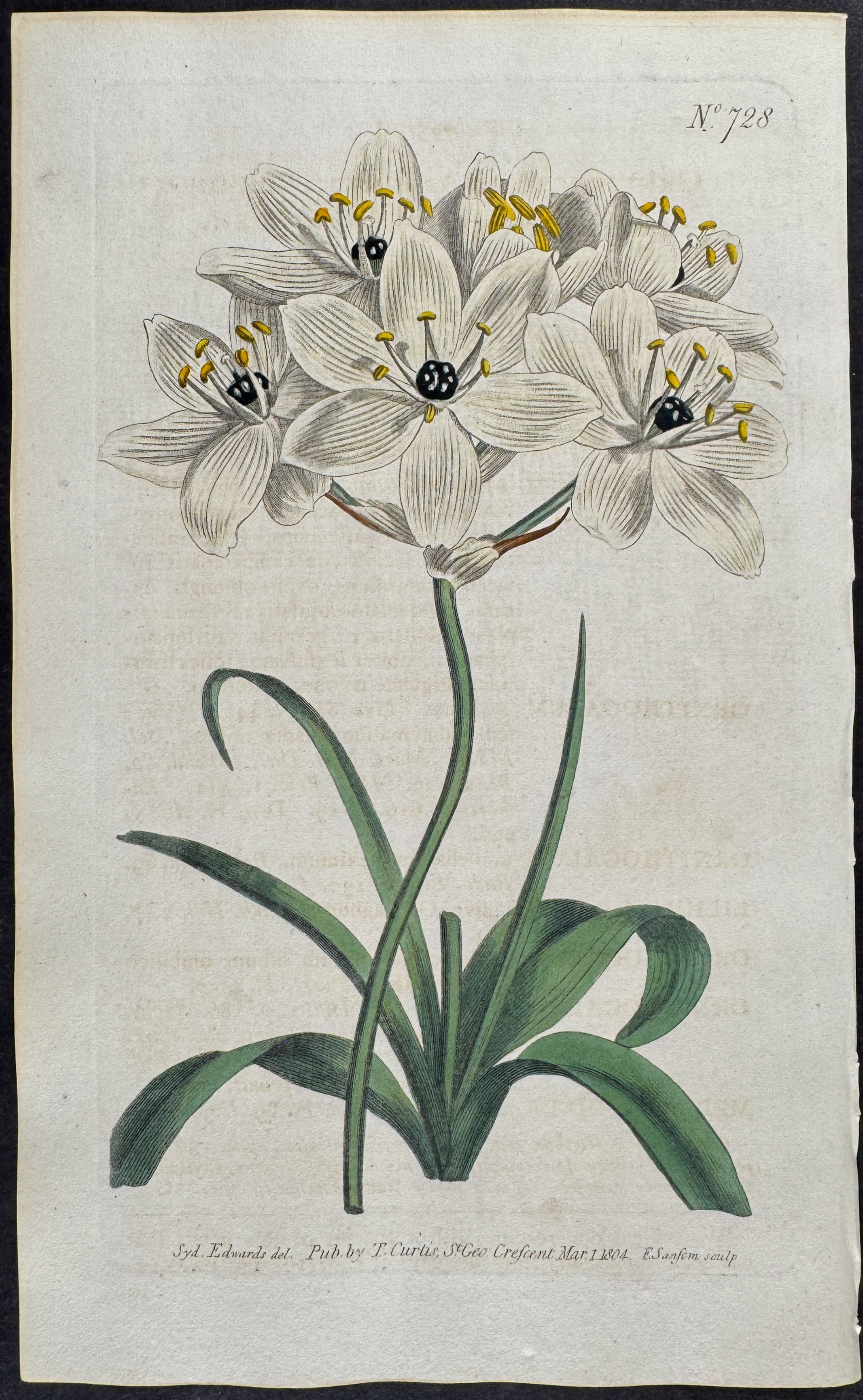 Large-flowered Star of Bethlehem