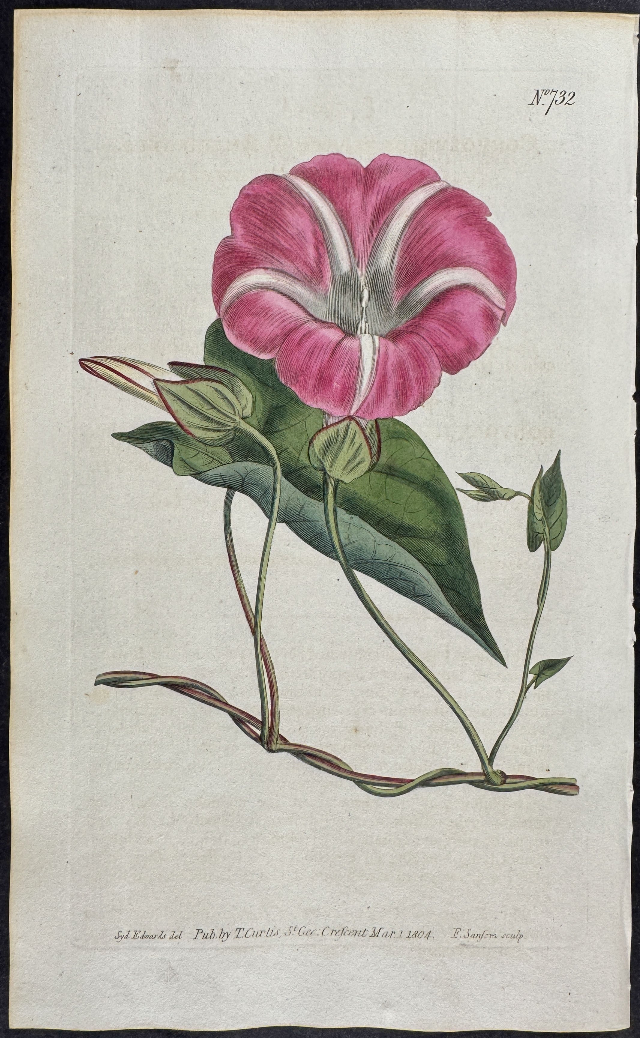 American Great Bindweed