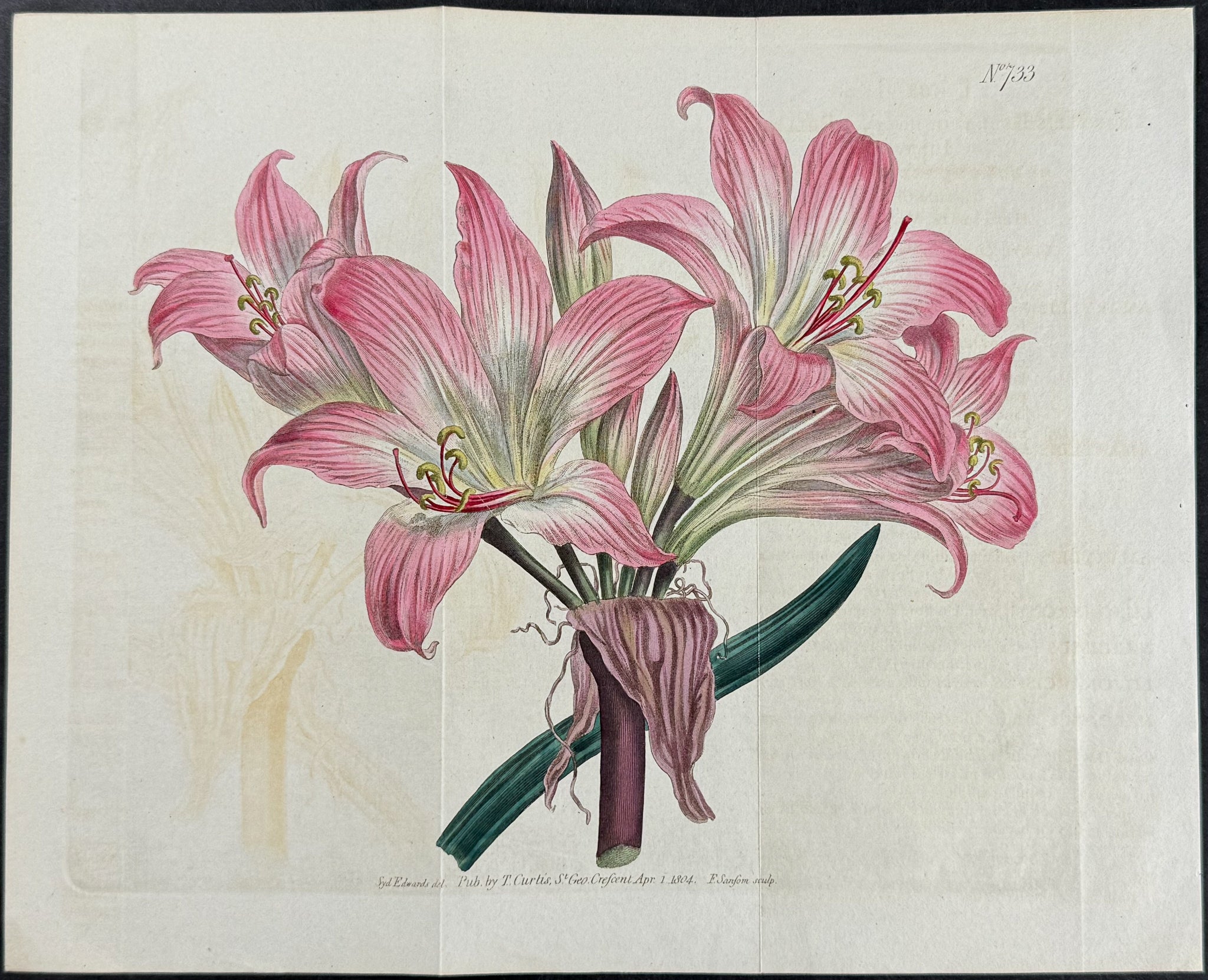 Belladonna Lily