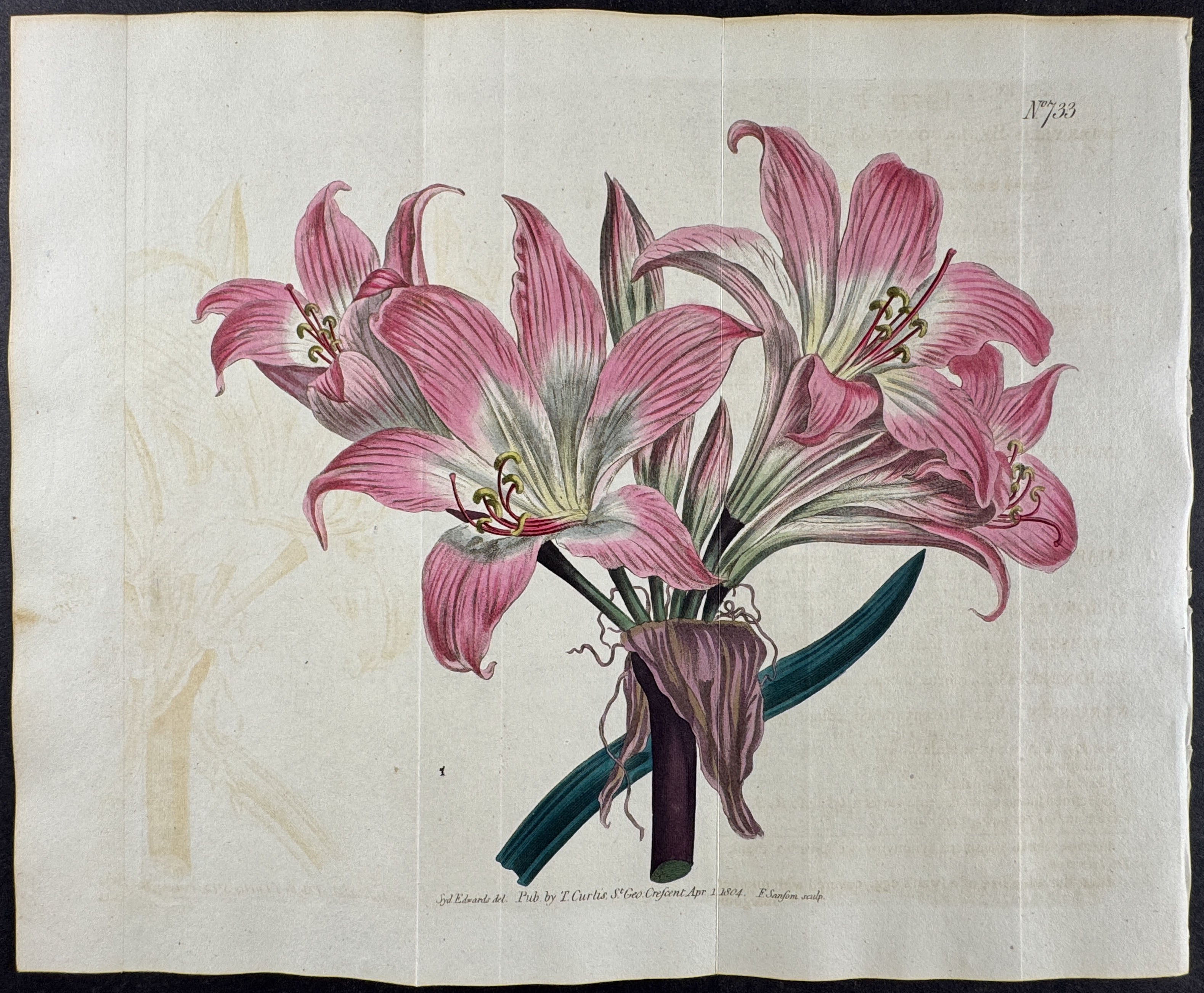 Belladonna Lily