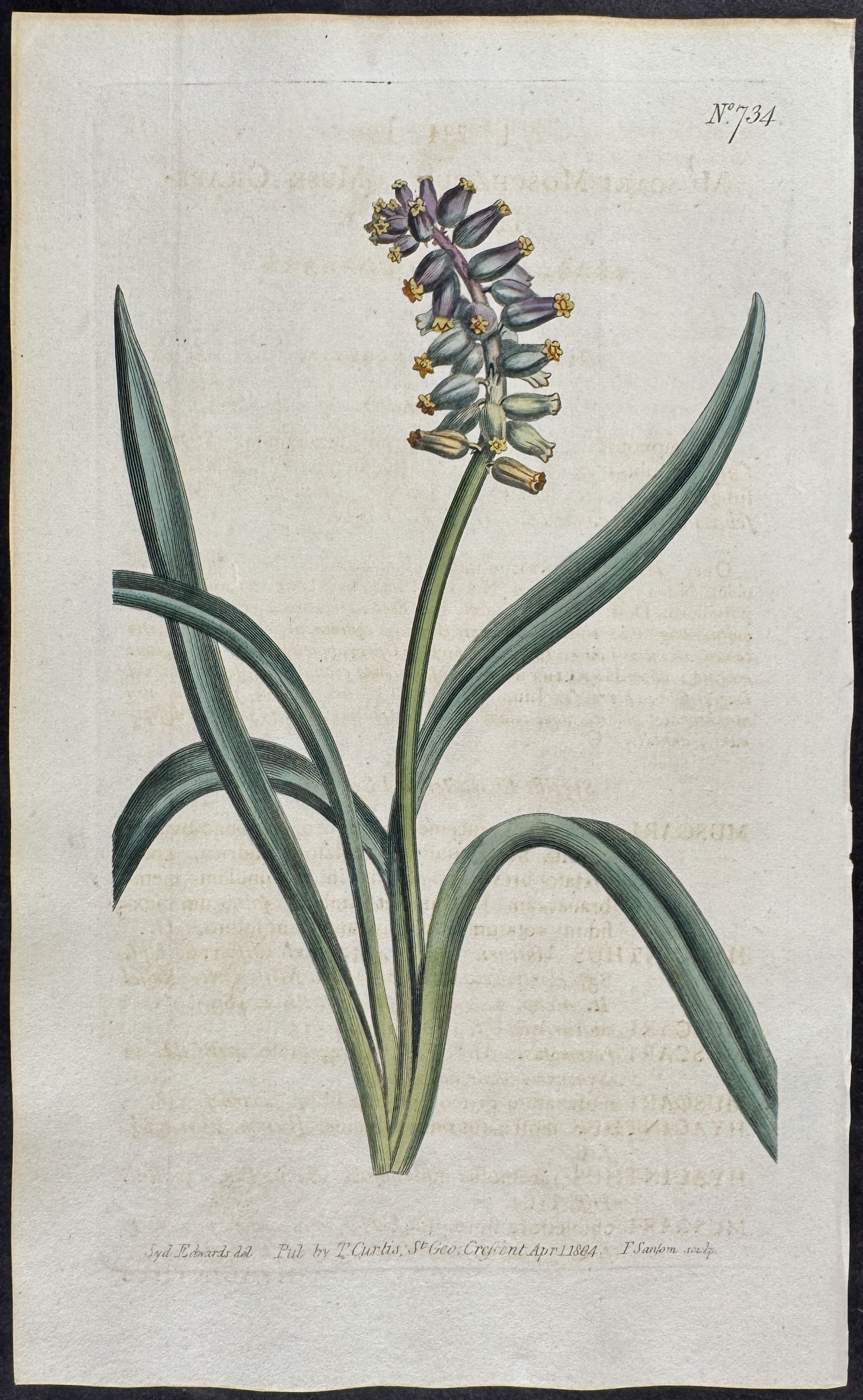 Musk Grape-Hyacinth