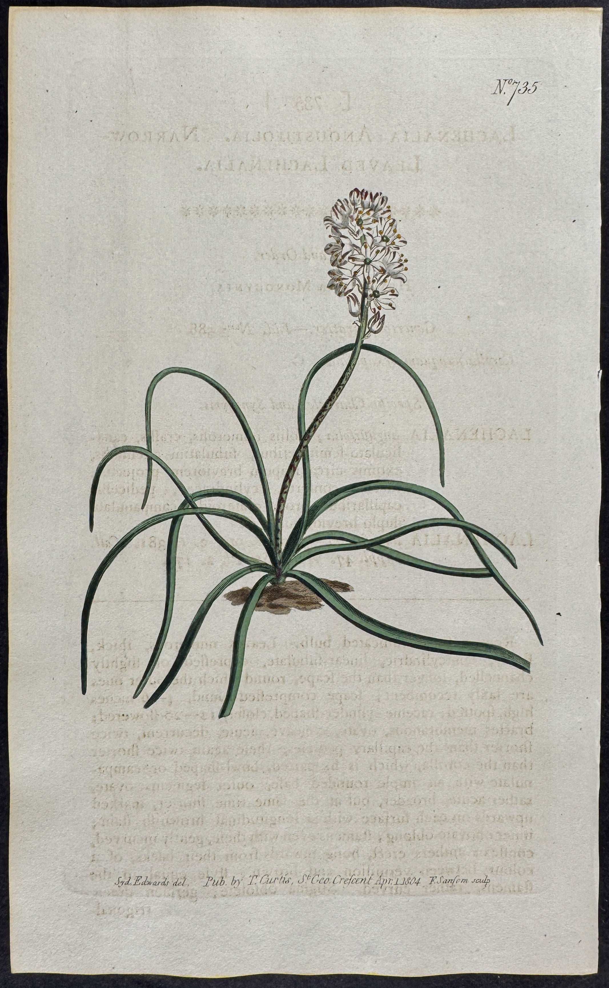 Narrow-leaved Lachenalia