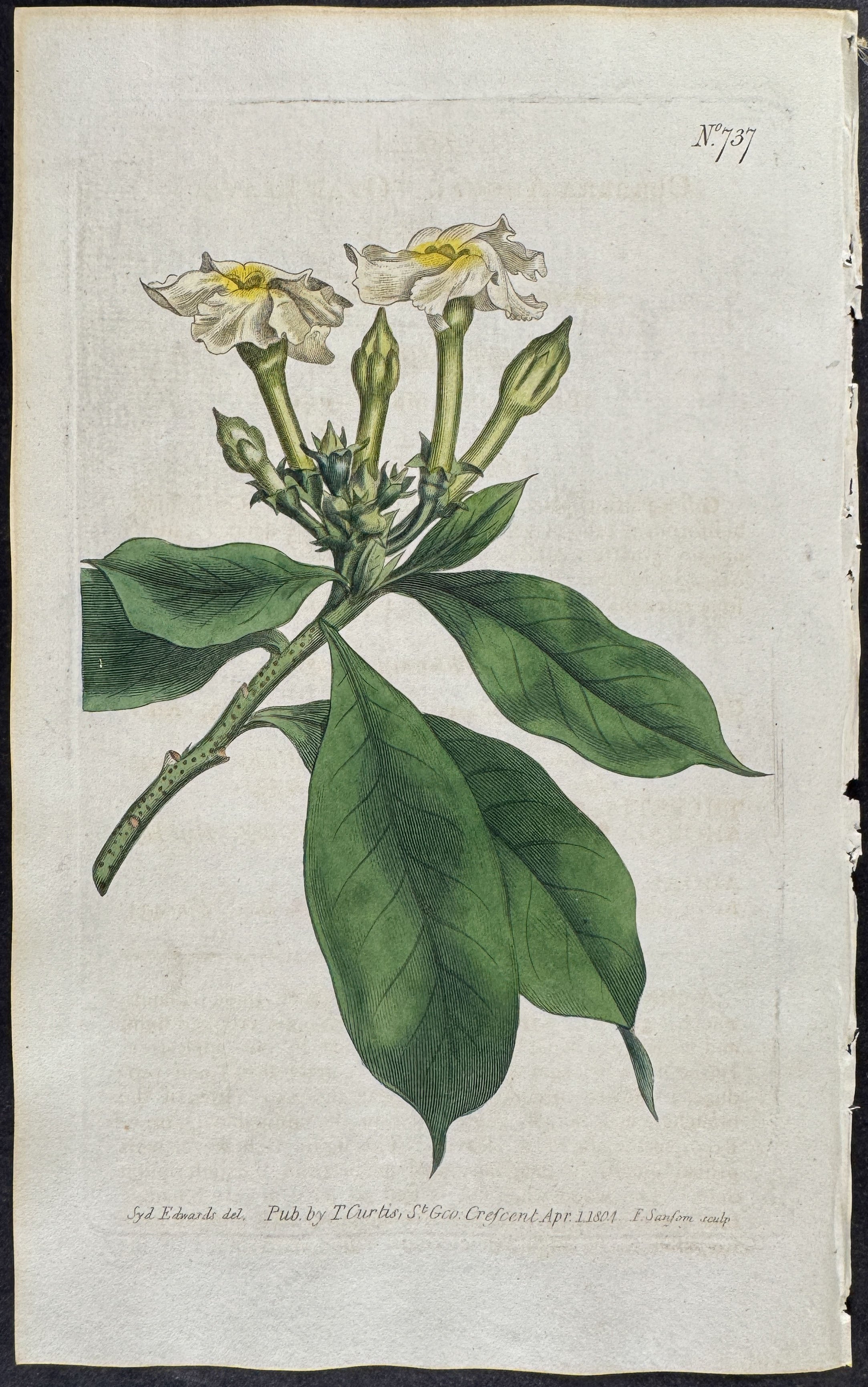 Oval-leaved Cerbera