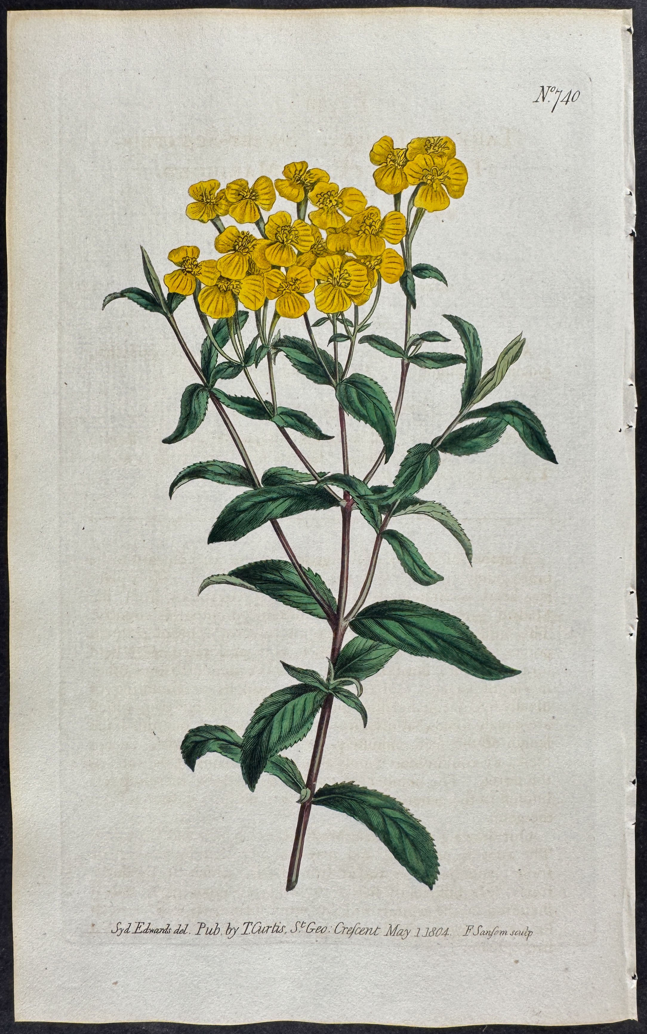 Sweet-scented Tagetes or Chili Marigold