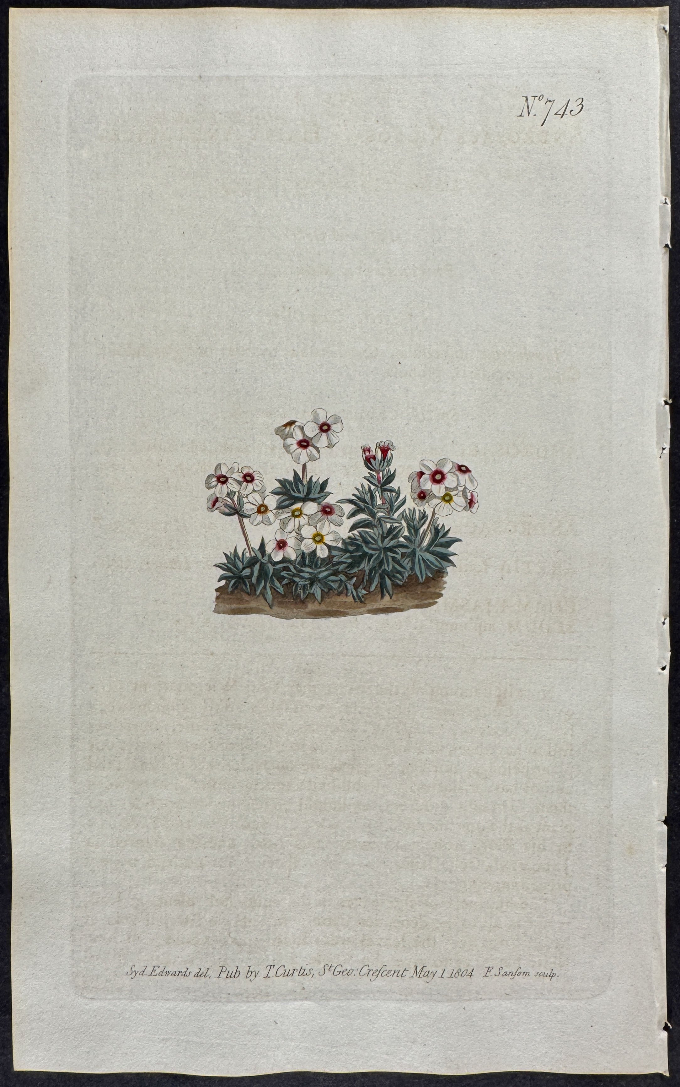 Hairy Androsace