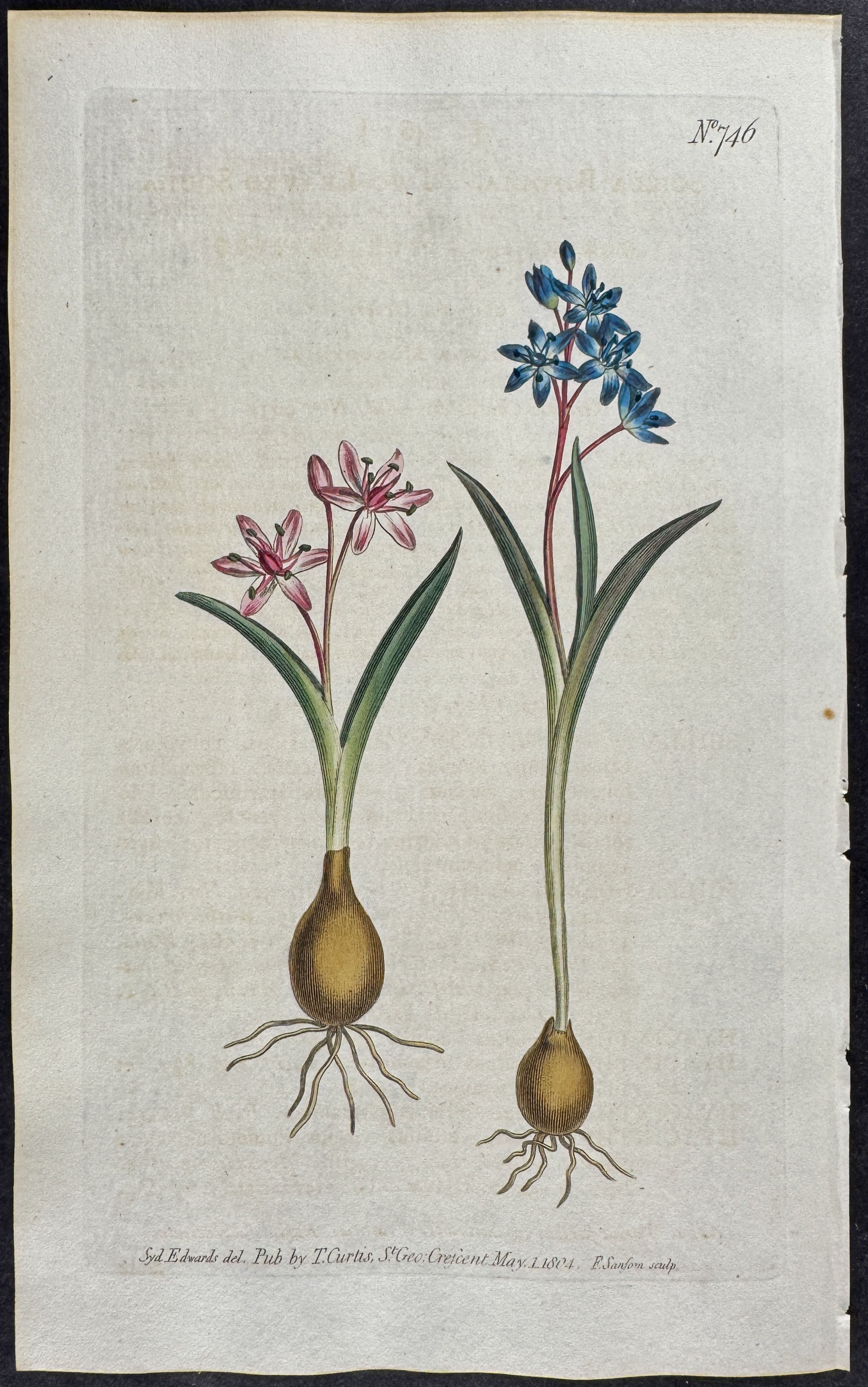 Two-leaved Squil