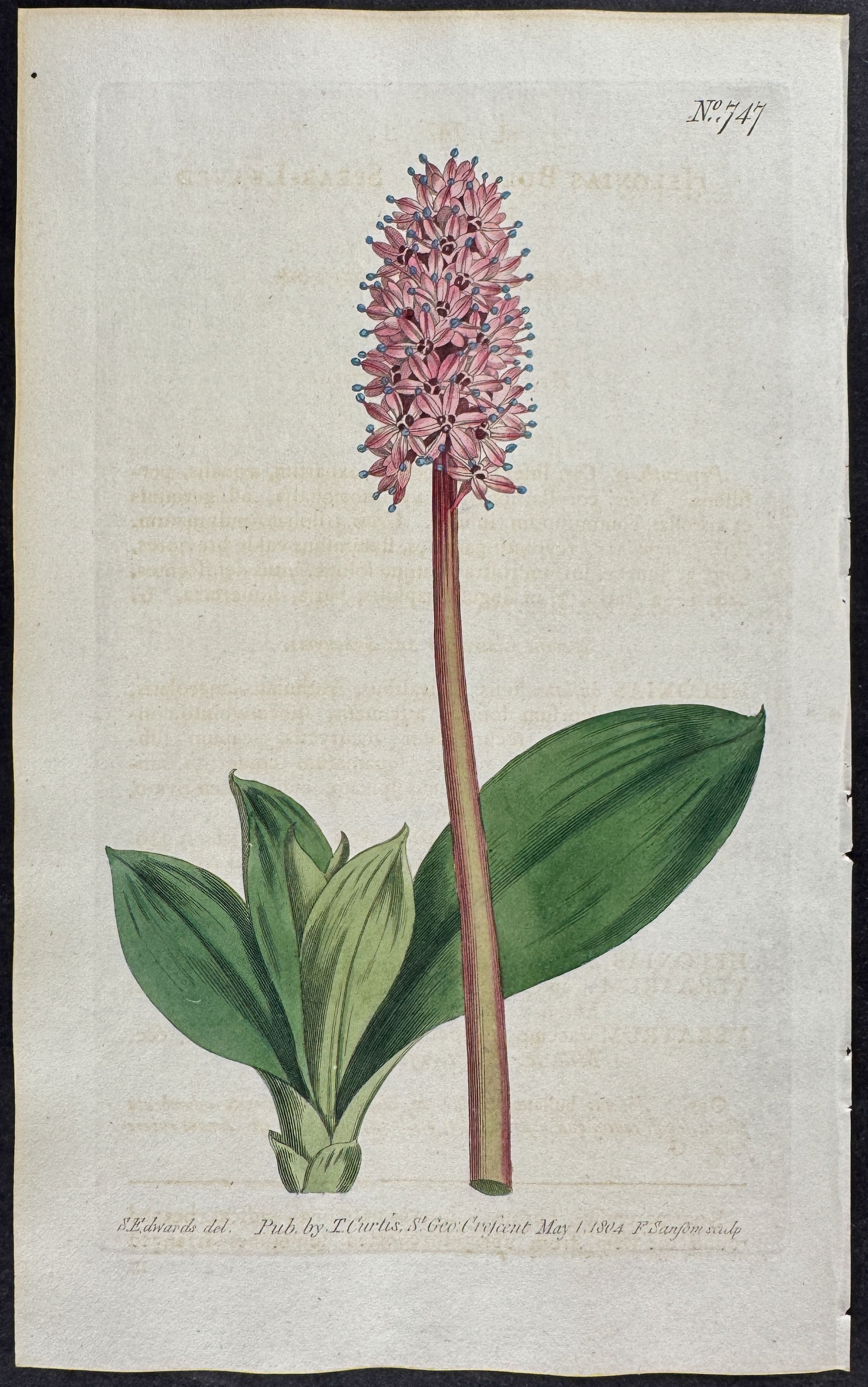 Spear-leaved Helonias