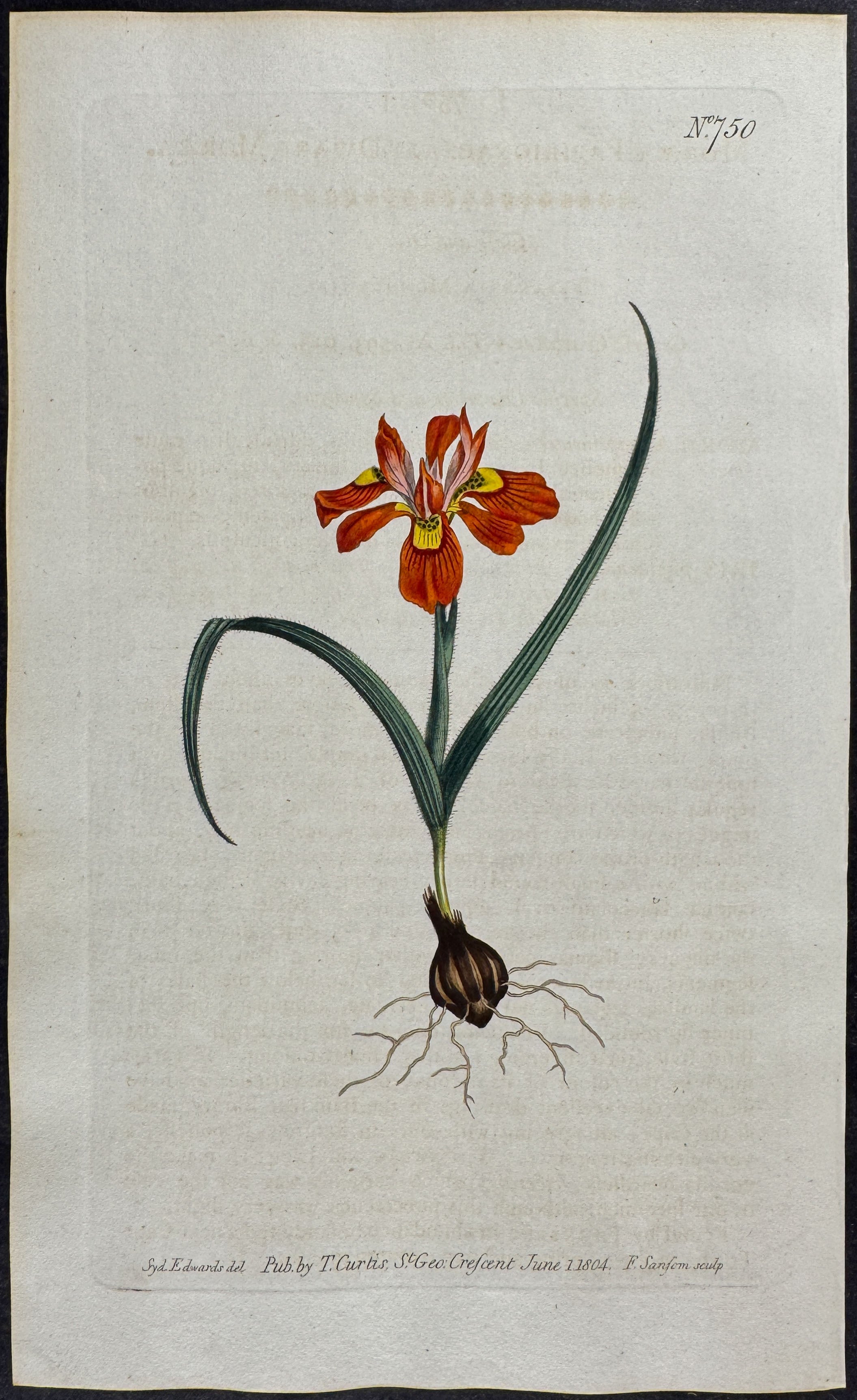 Dwarf Moraea