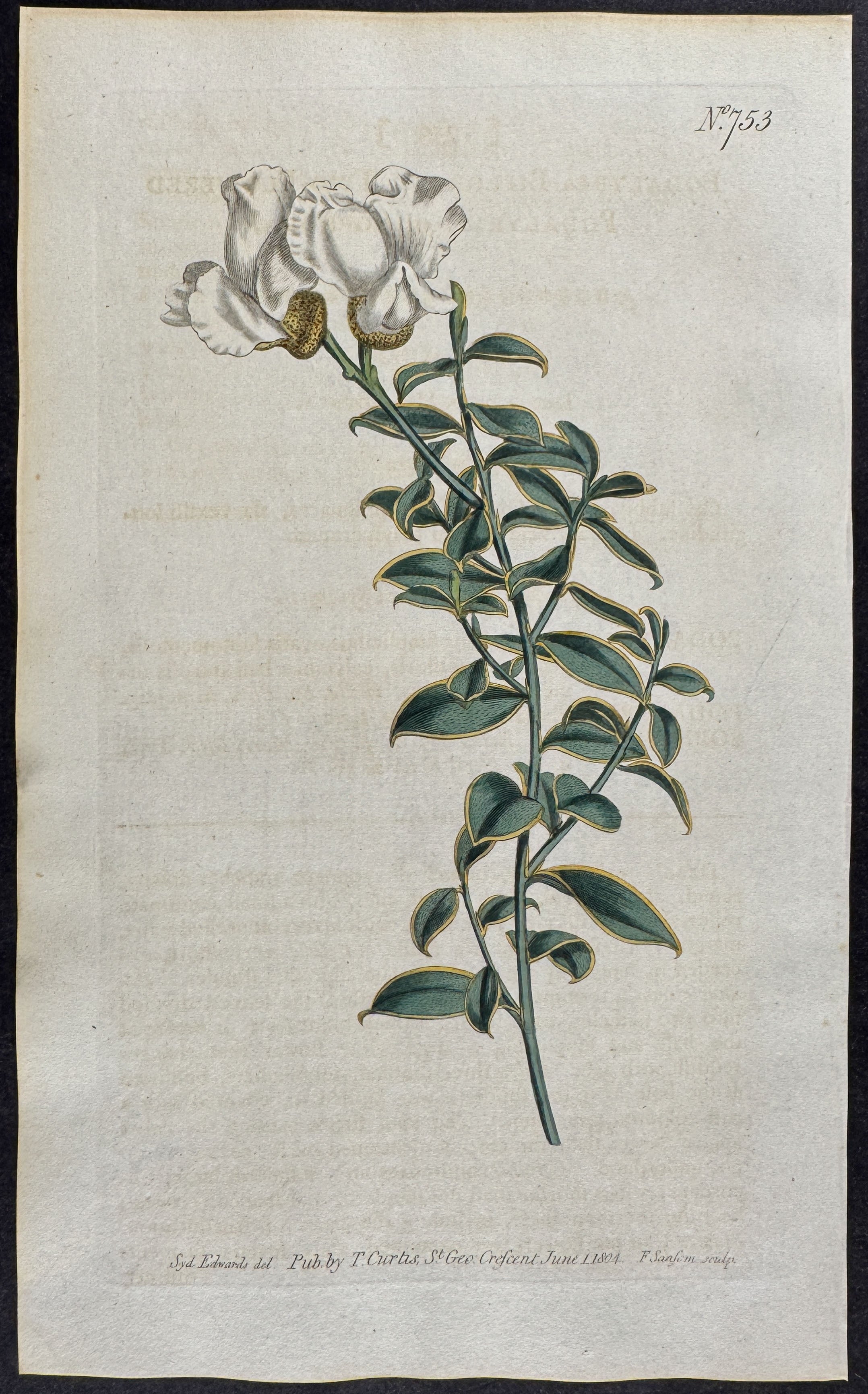 Two-Flowered Podalyria or Sophora