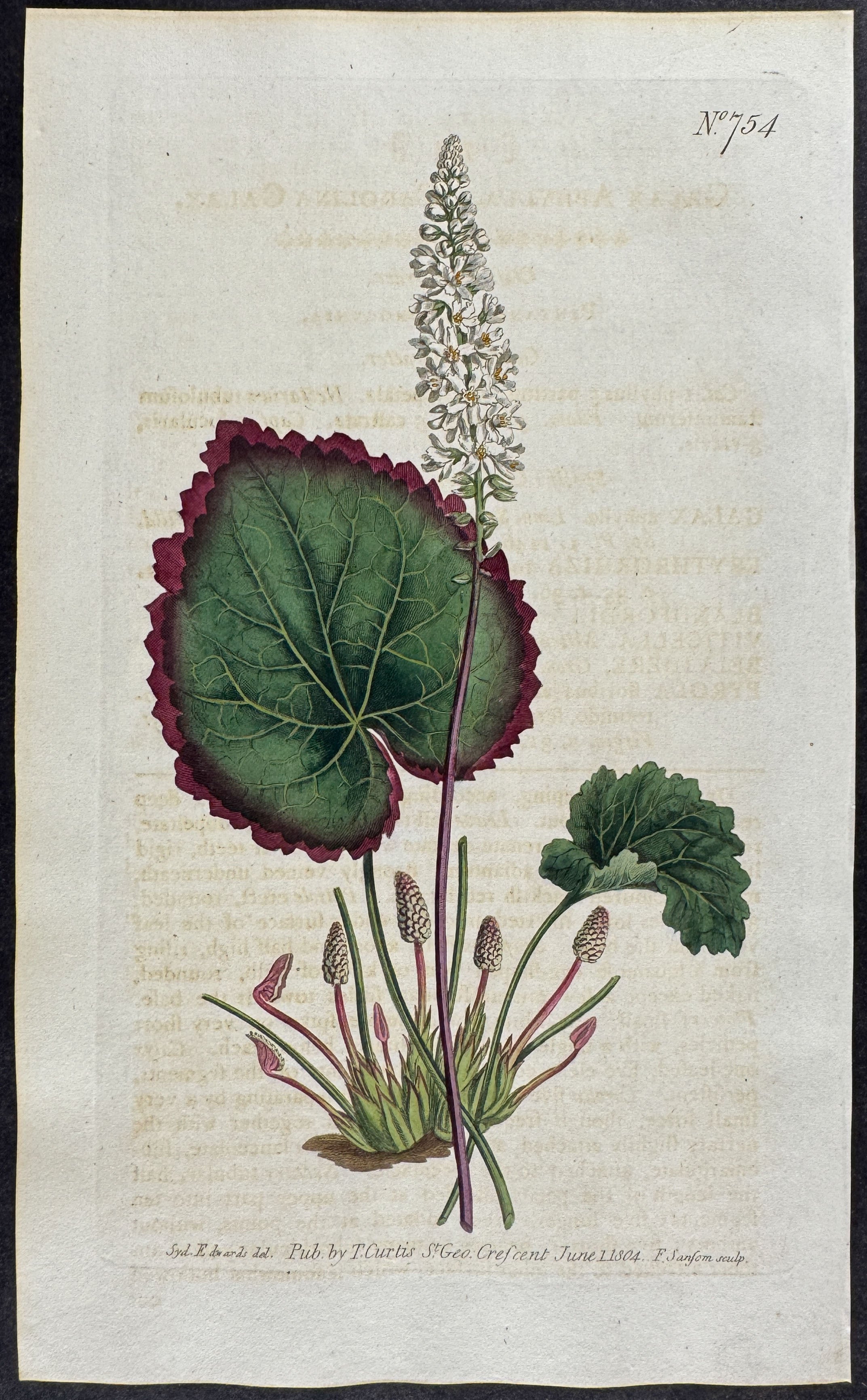 Carolina Galax