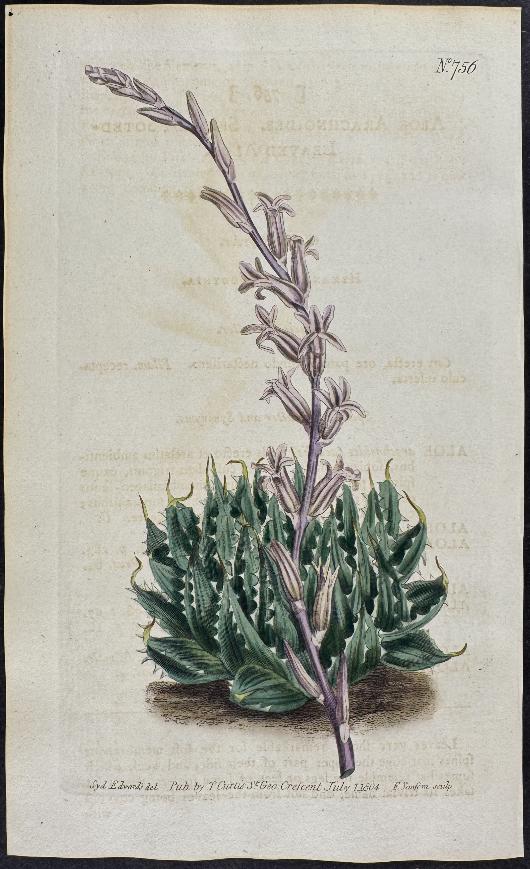 Spider-footed-leaved Aloe