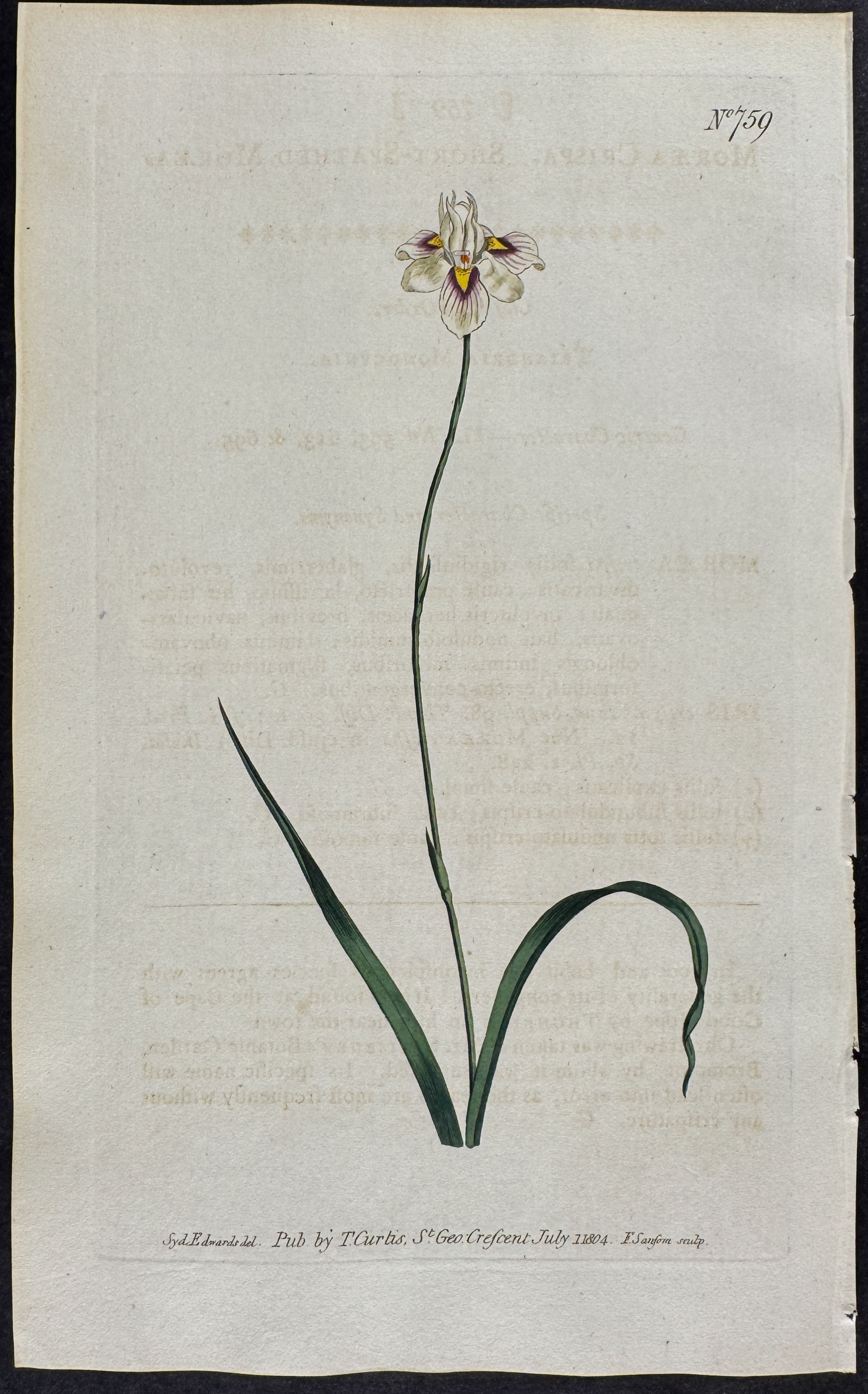 Short-Spathed Moraea