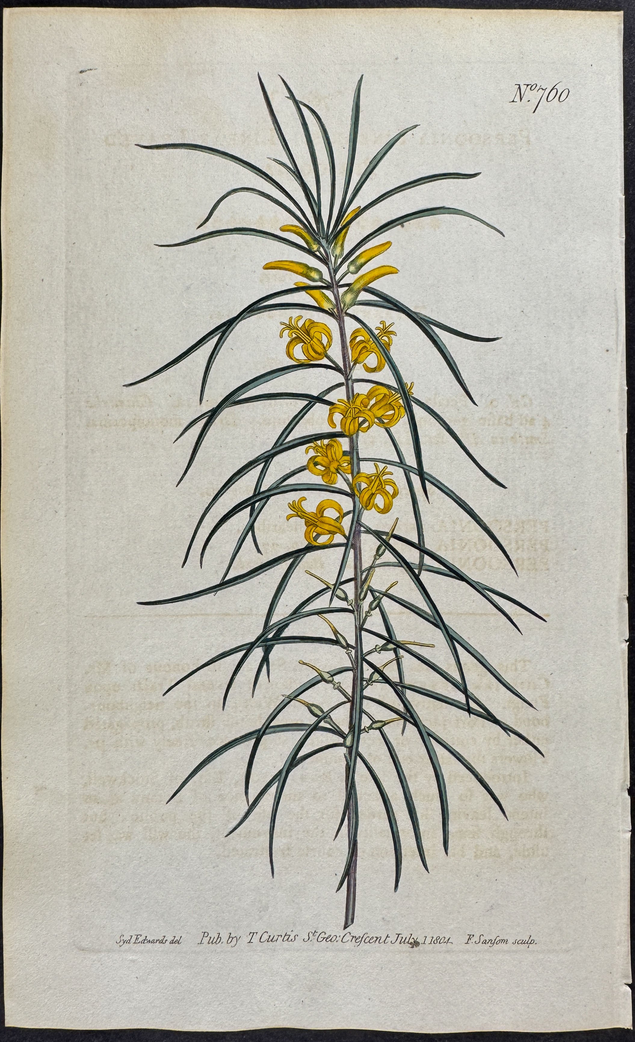 Linear-leaved Persoonia