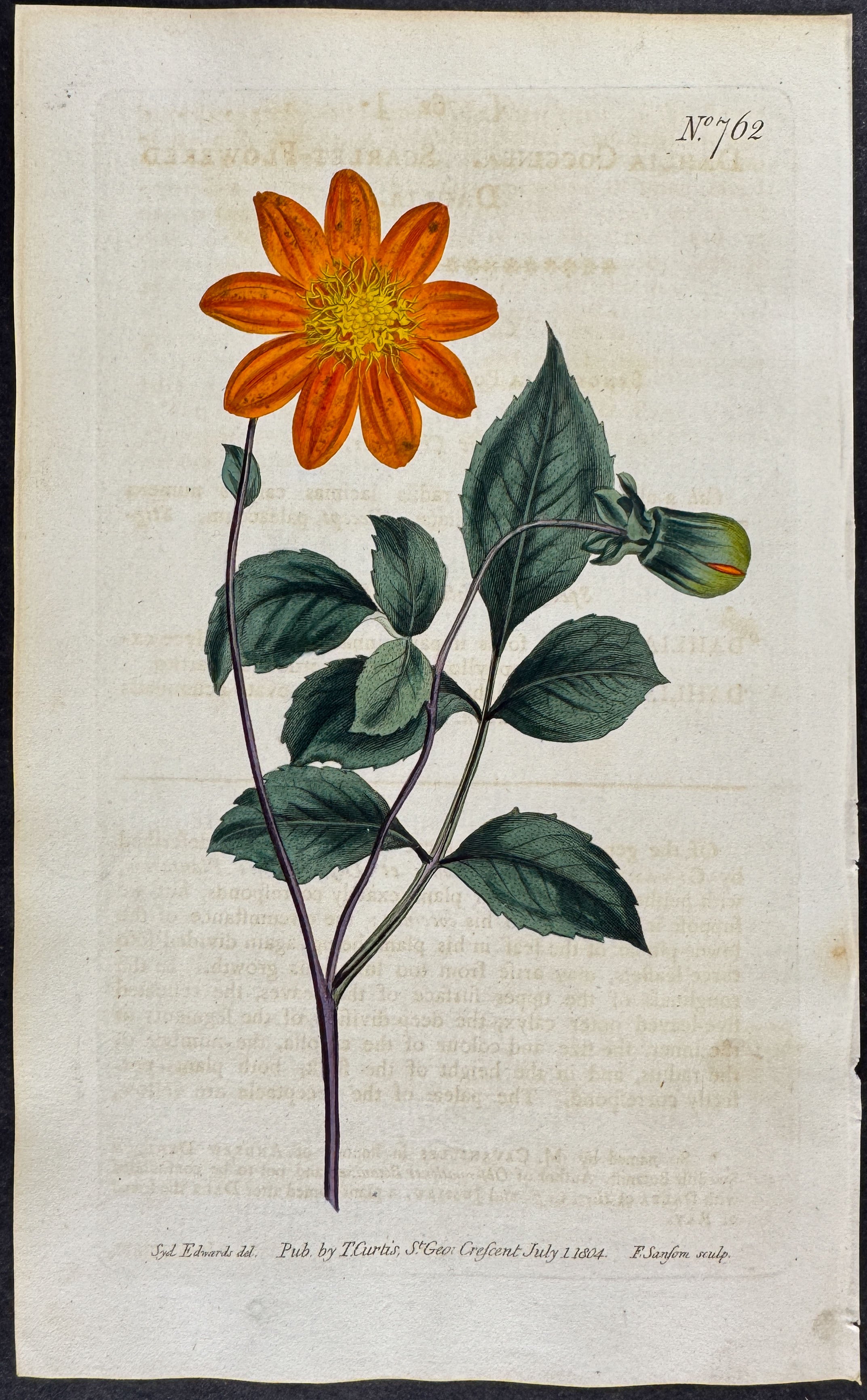 Scarlet-flowered Dahlia