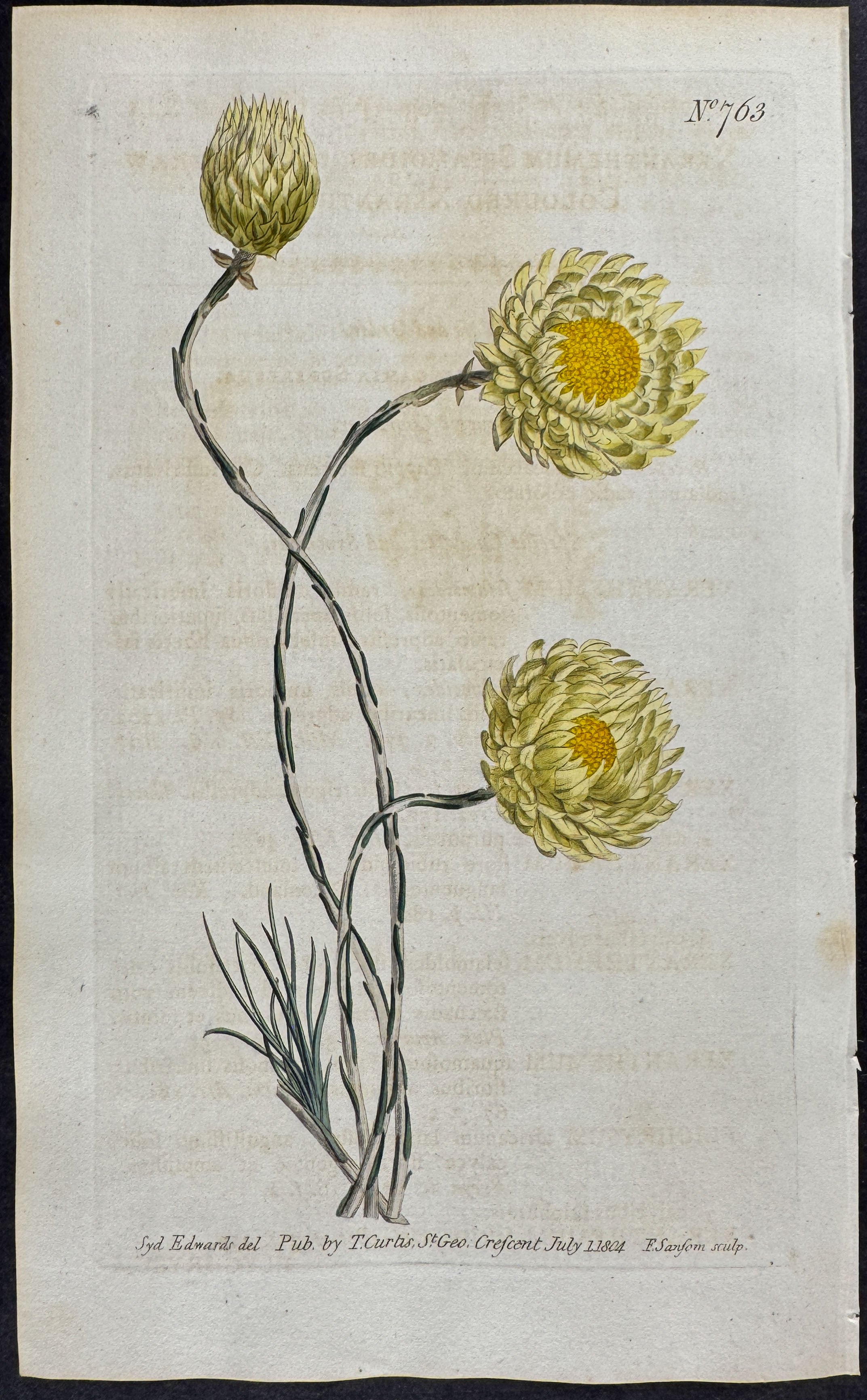 Staw-coloured Xeranthemum