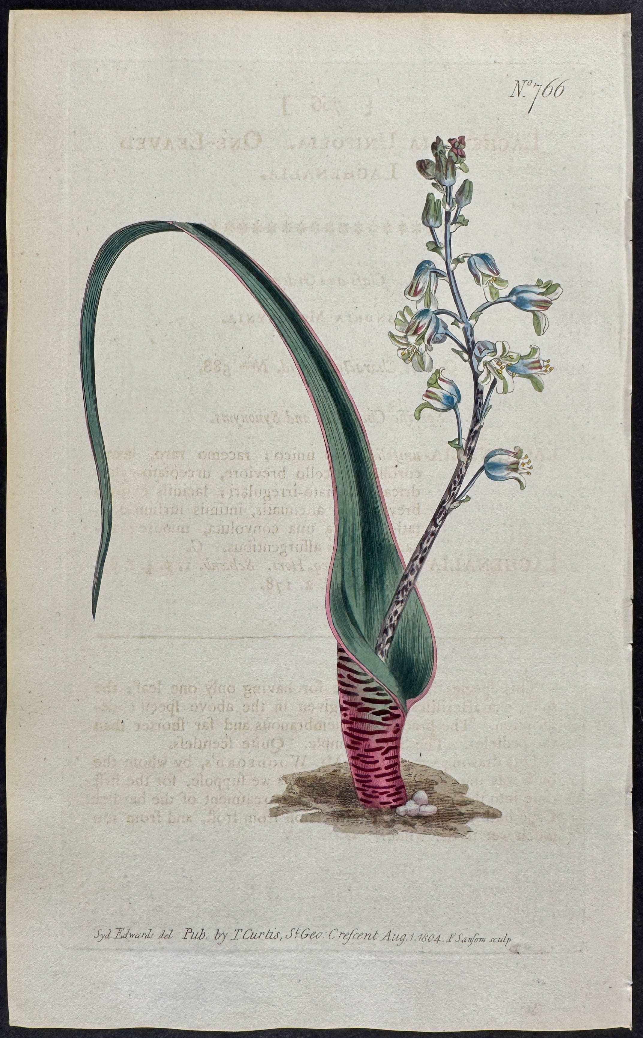 One-leaved Lachenalia