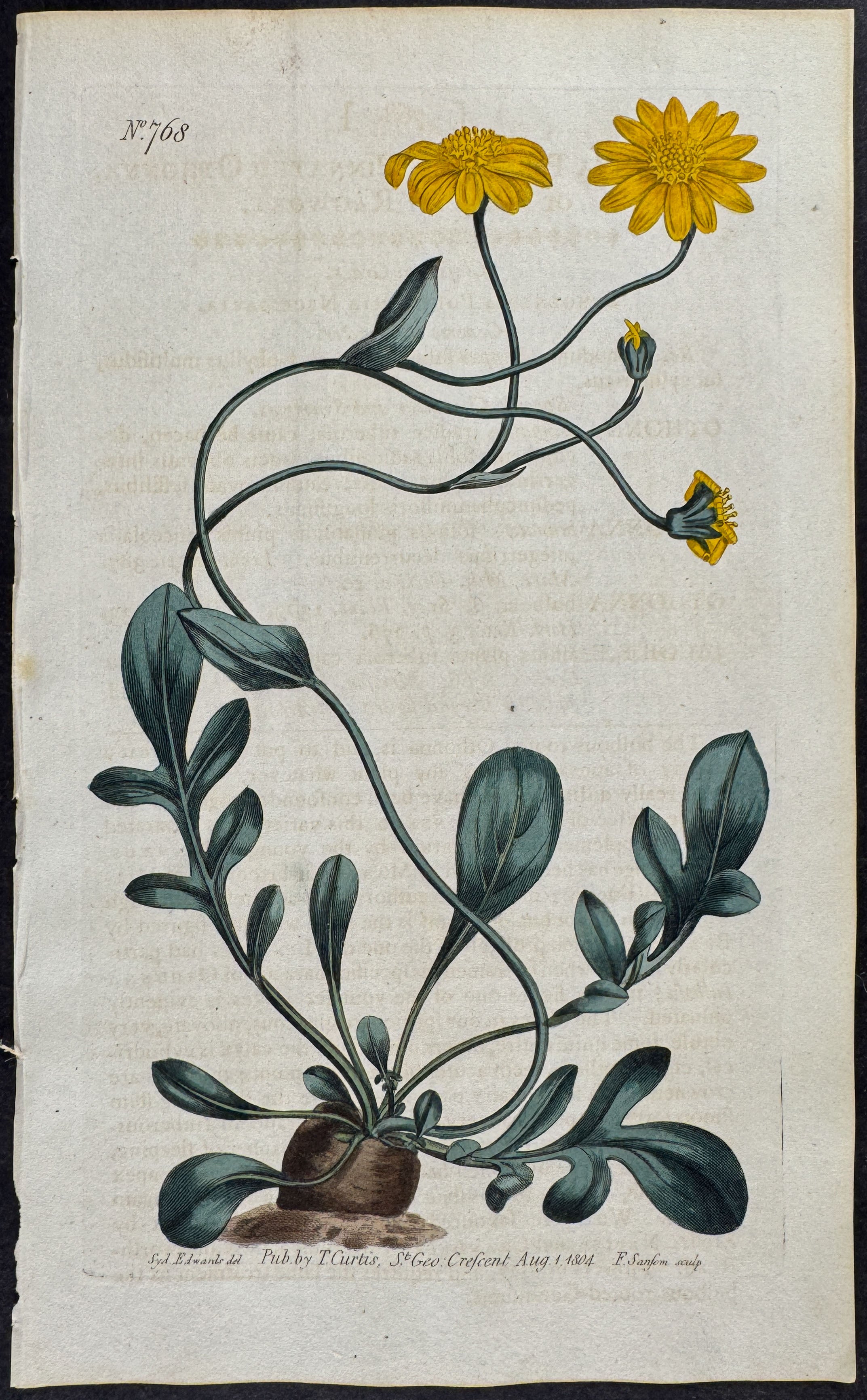 Pinnated Othonna or African Ragwort