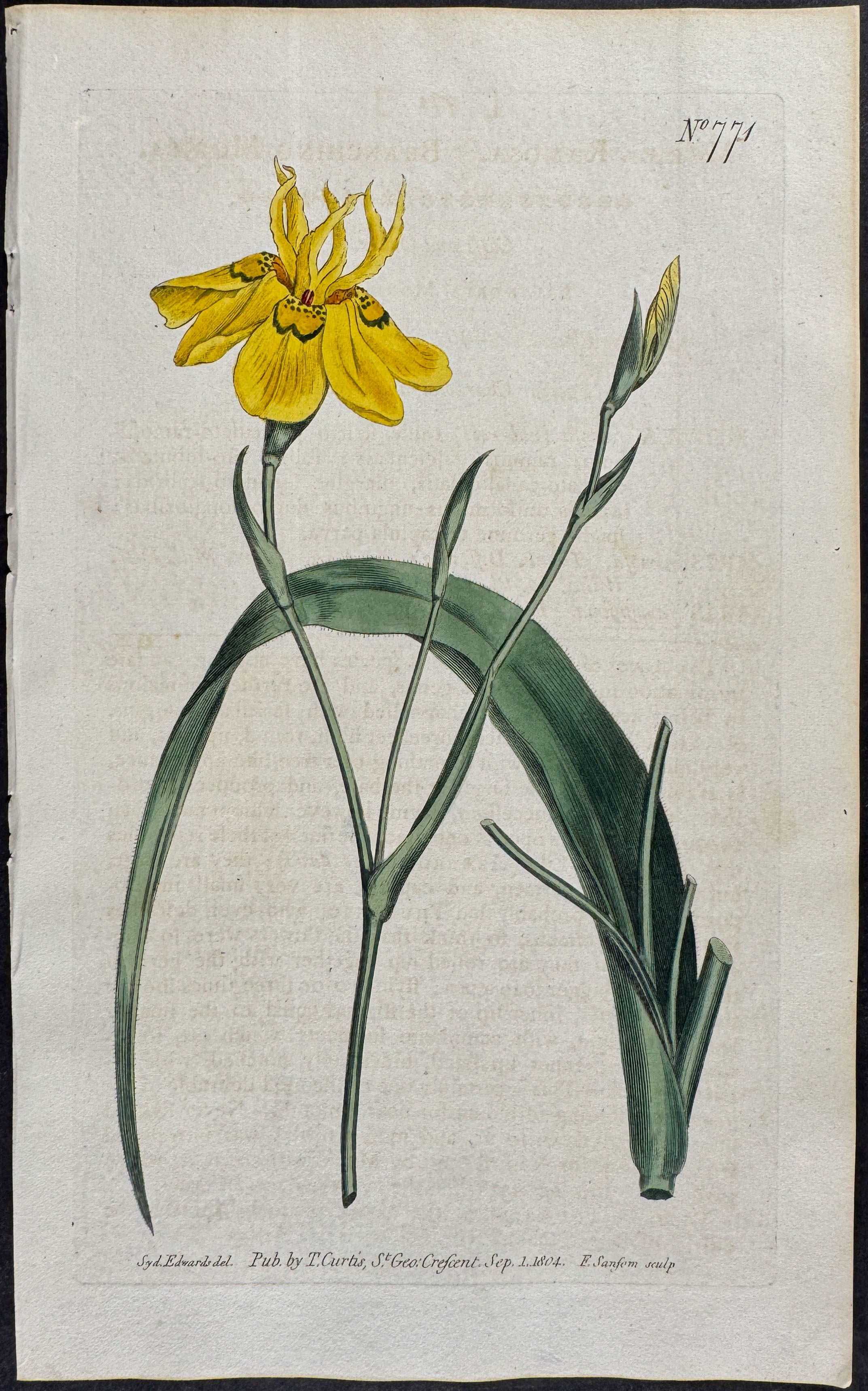Branching Moraea