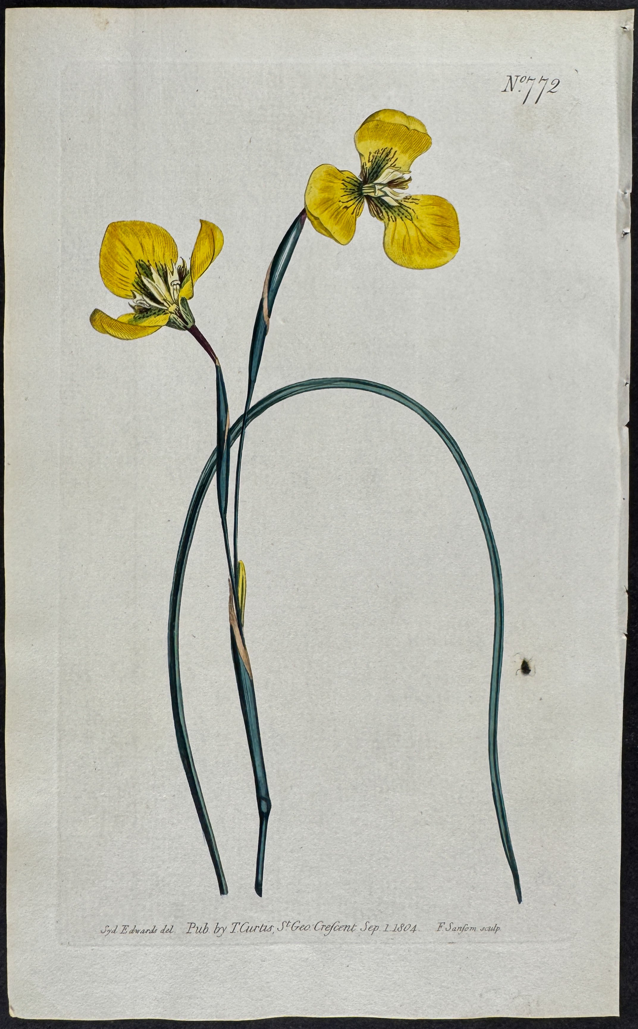 Yellow Trident-Petaled moraea