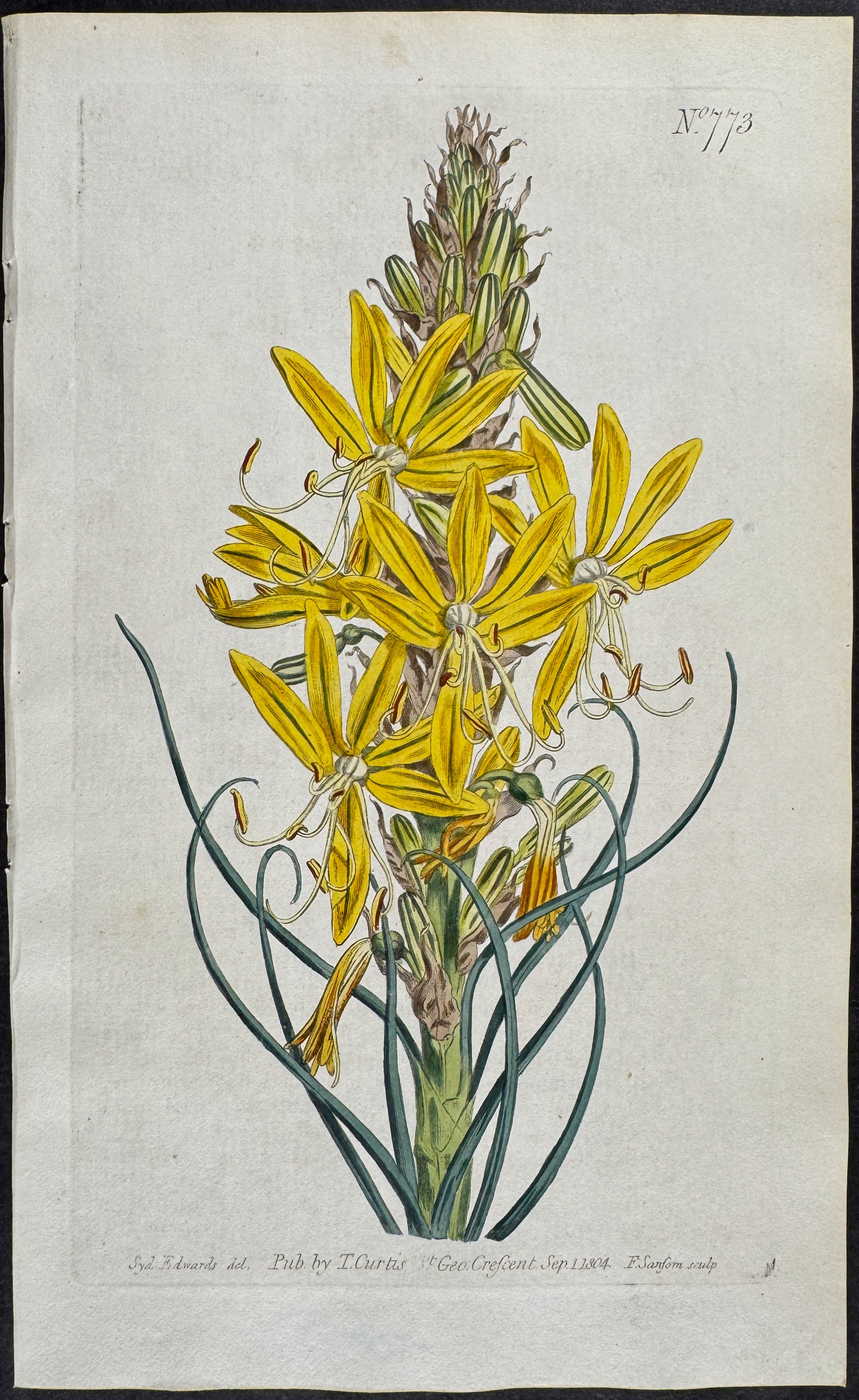 Yellow Asphodel or Kingspear