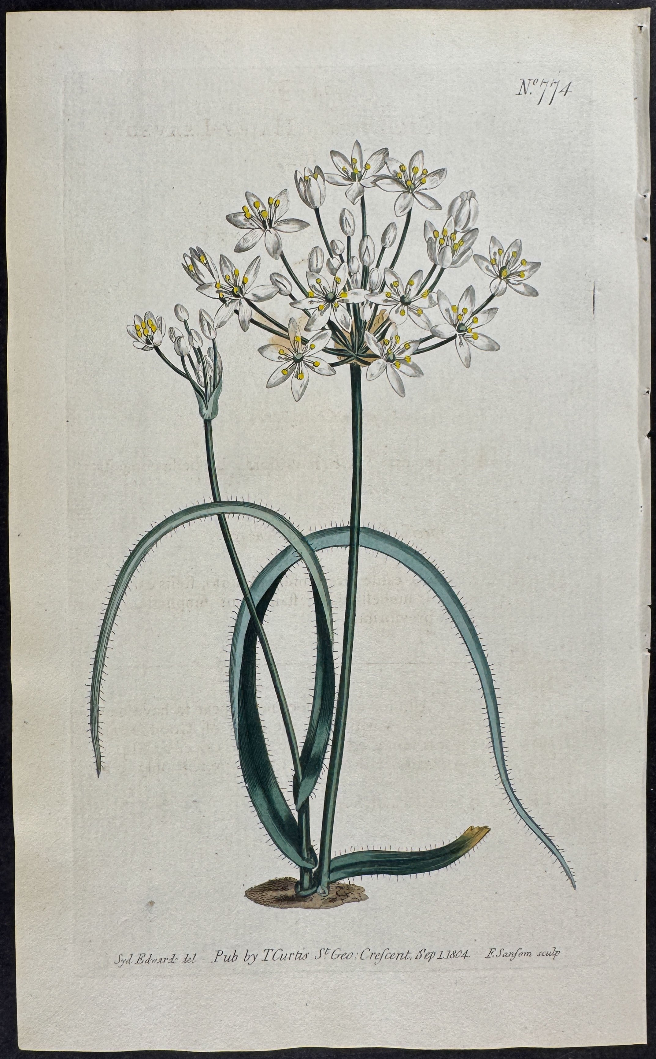 Hairy-leaved Garlick
