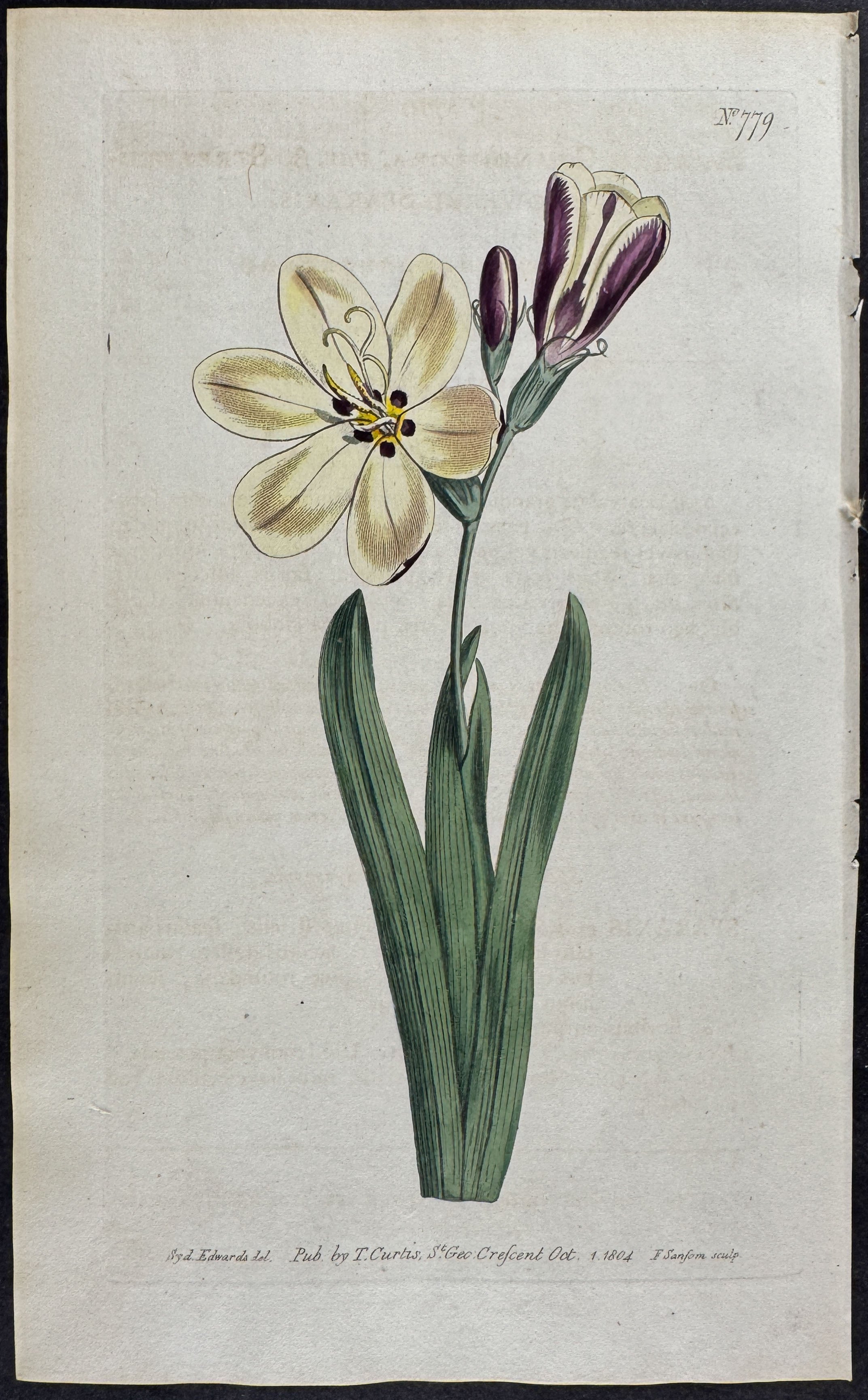 Streaked-flowered Sparaxis