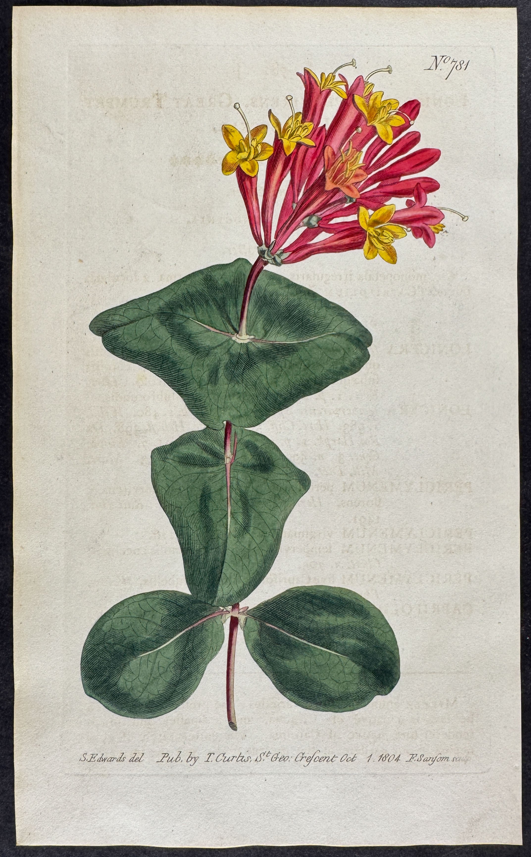 Great Trumpet Honeysuckle