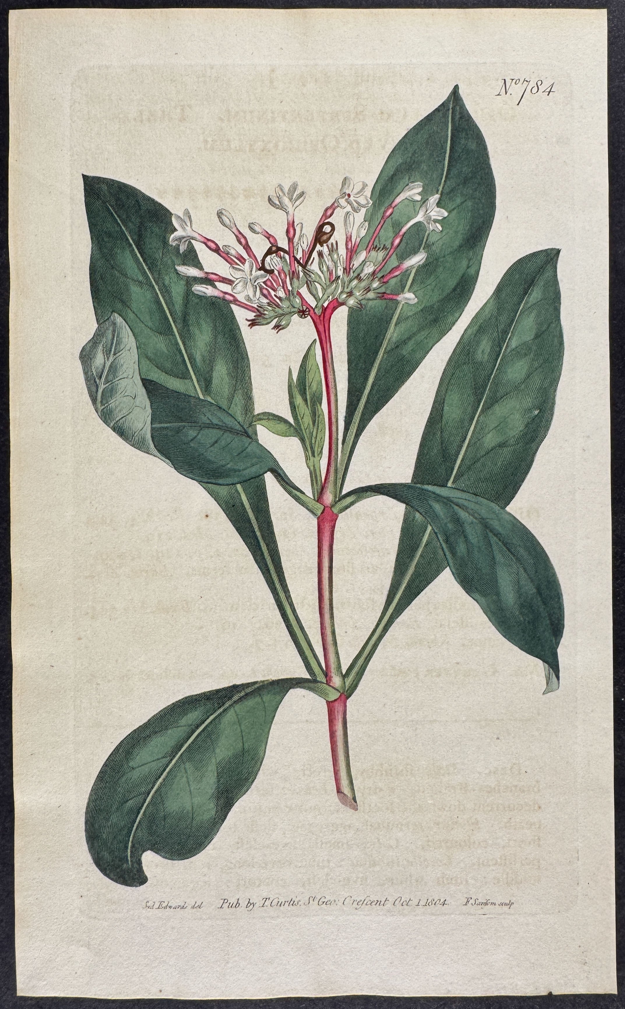 Three-leaved Ophioxylum