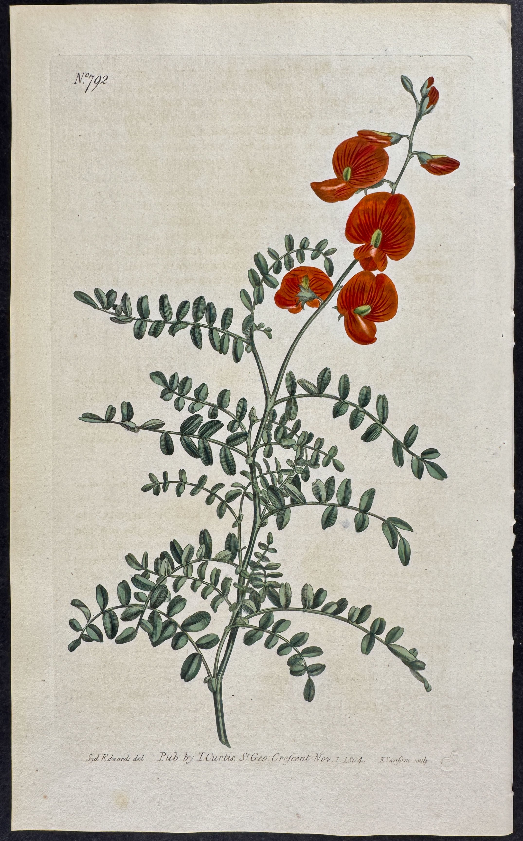 Small-leaved Bladder-senna