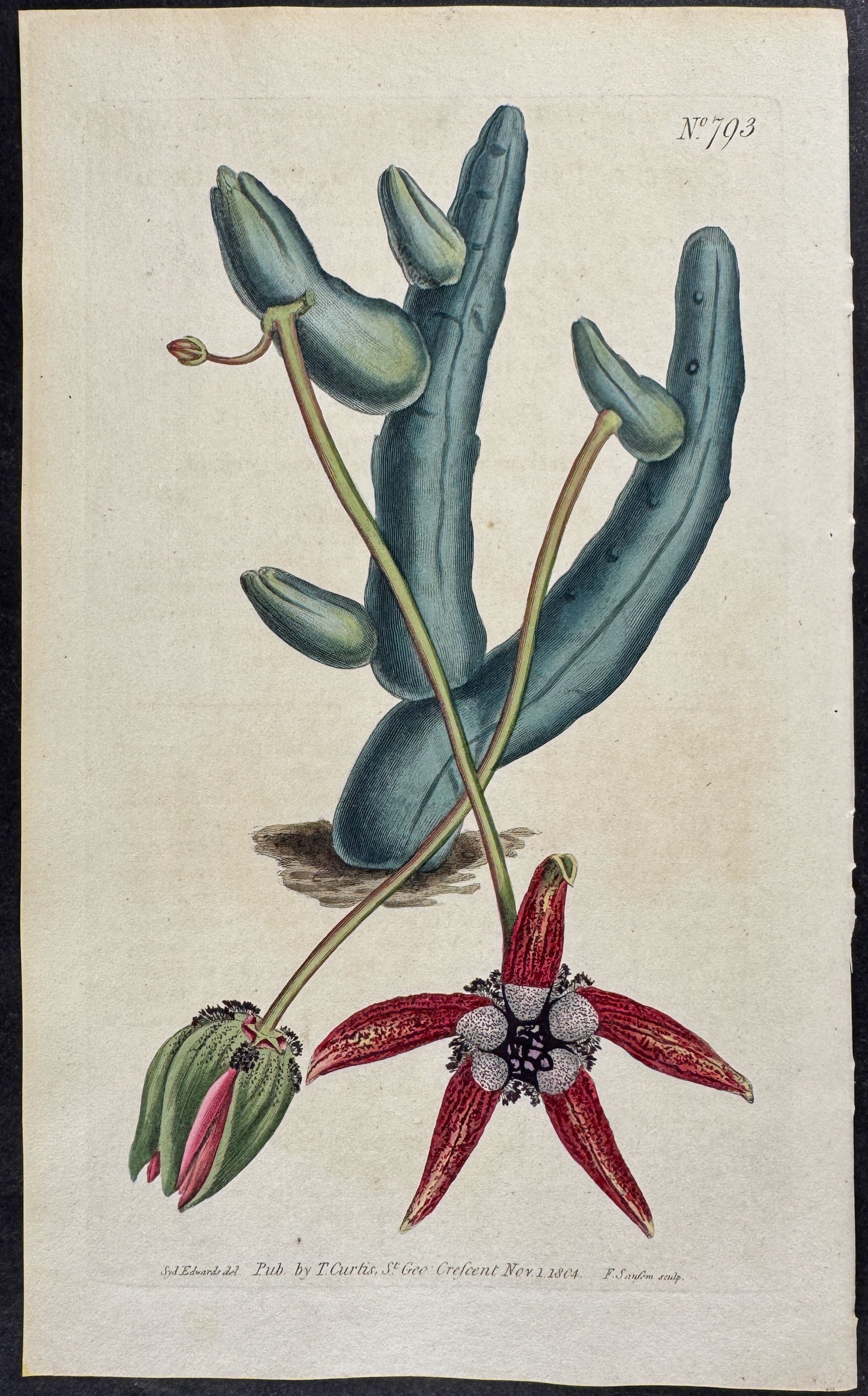 Long-stalked Stapelia or Carrion Flower