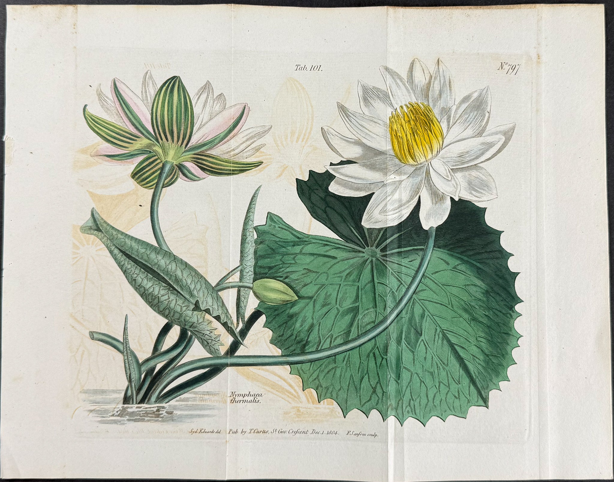 Water Lily