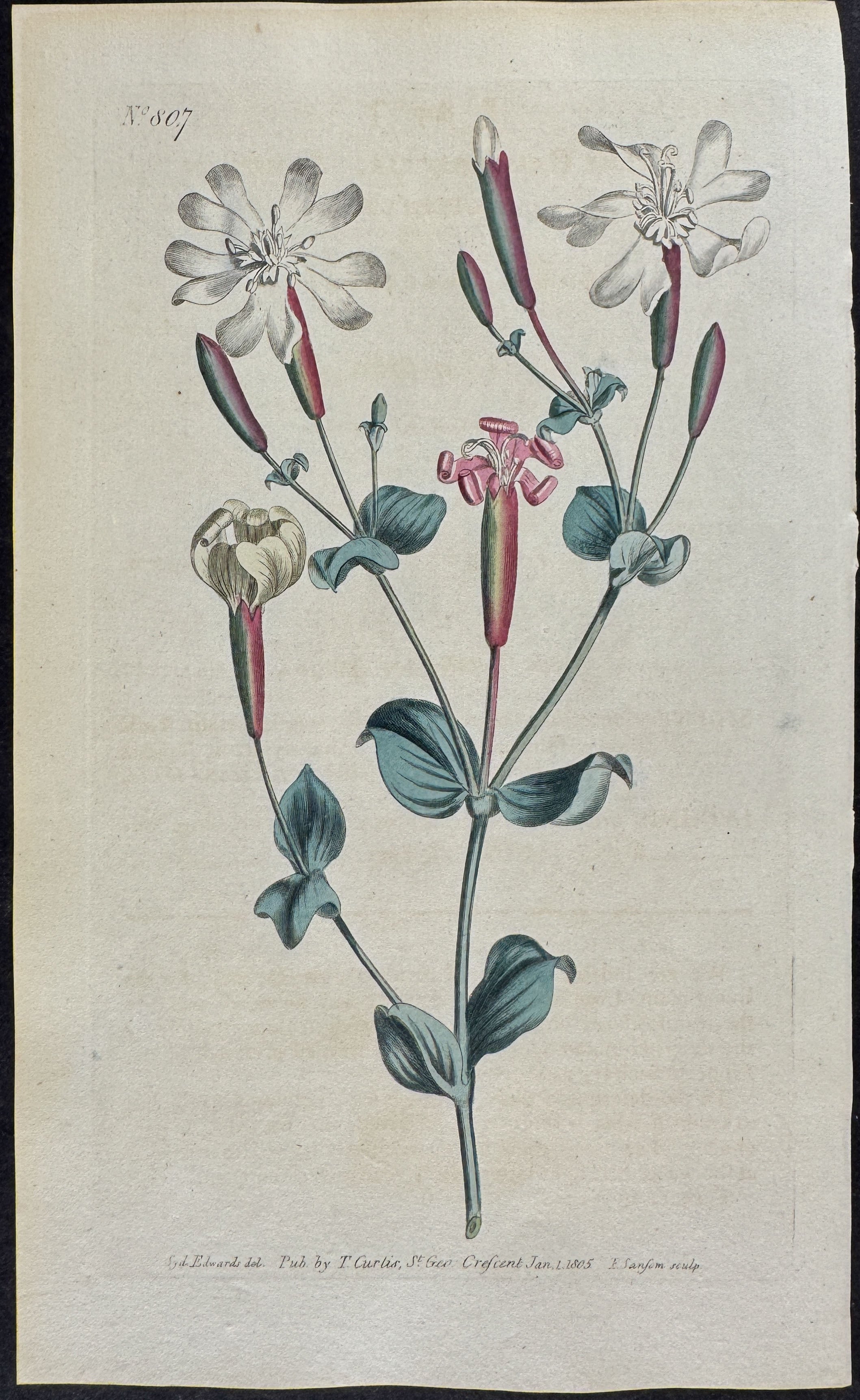 Armenian Catchfly