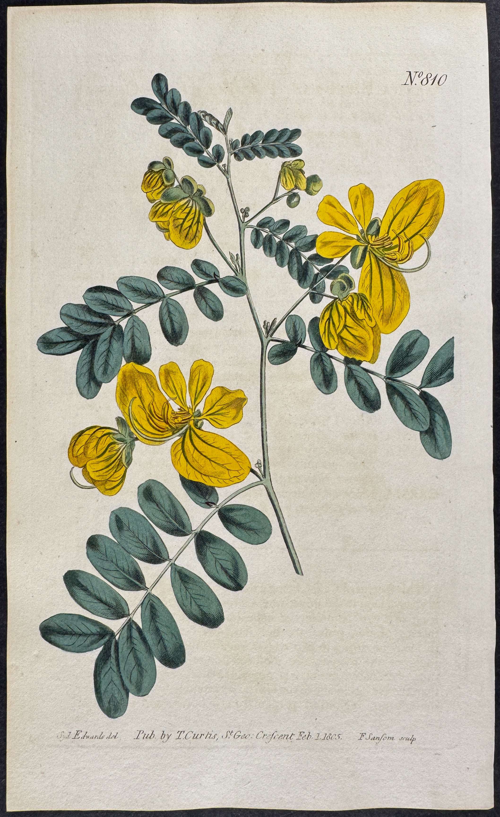Two-Flowered Cassia