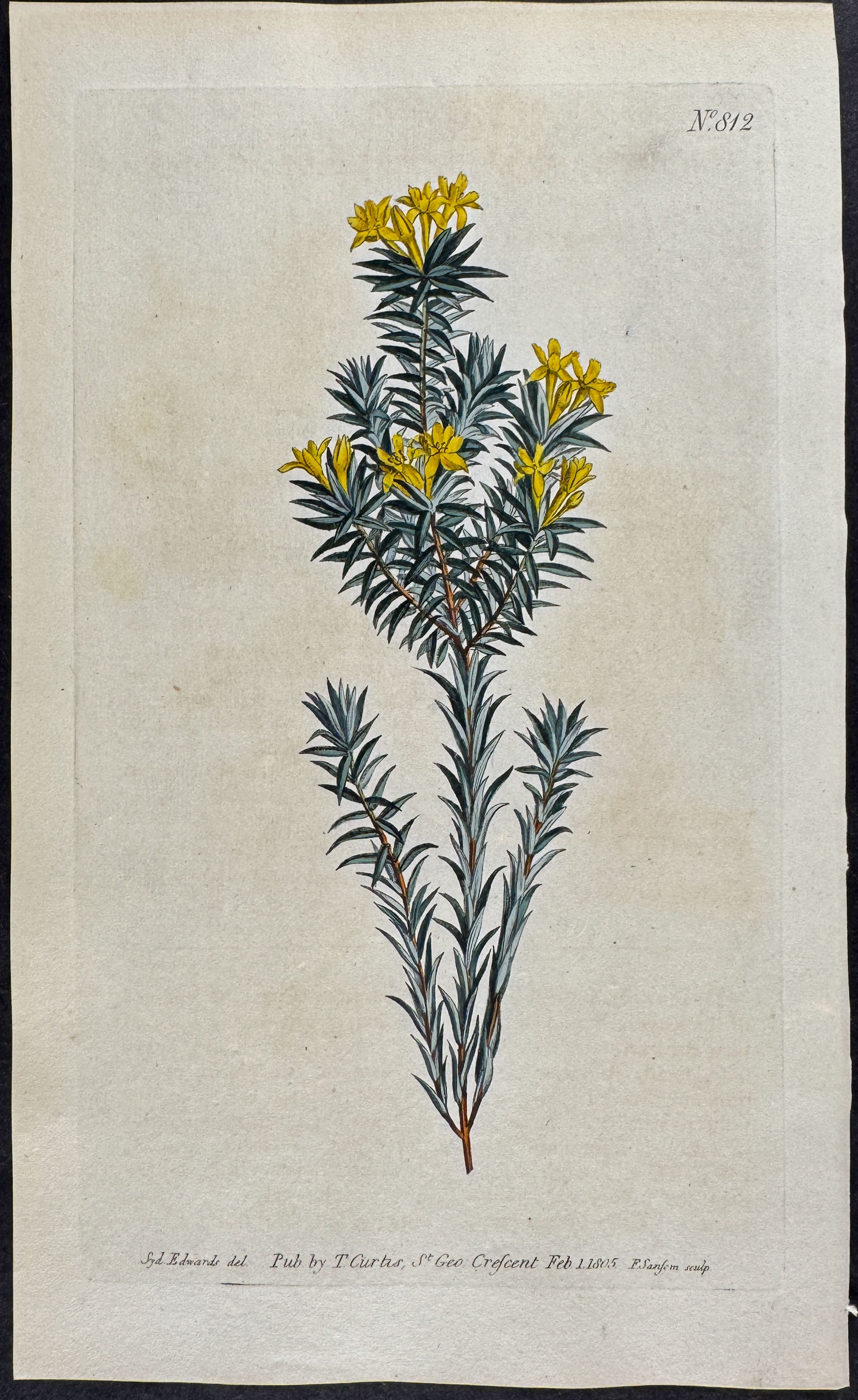 Flax-leaved Gnidia