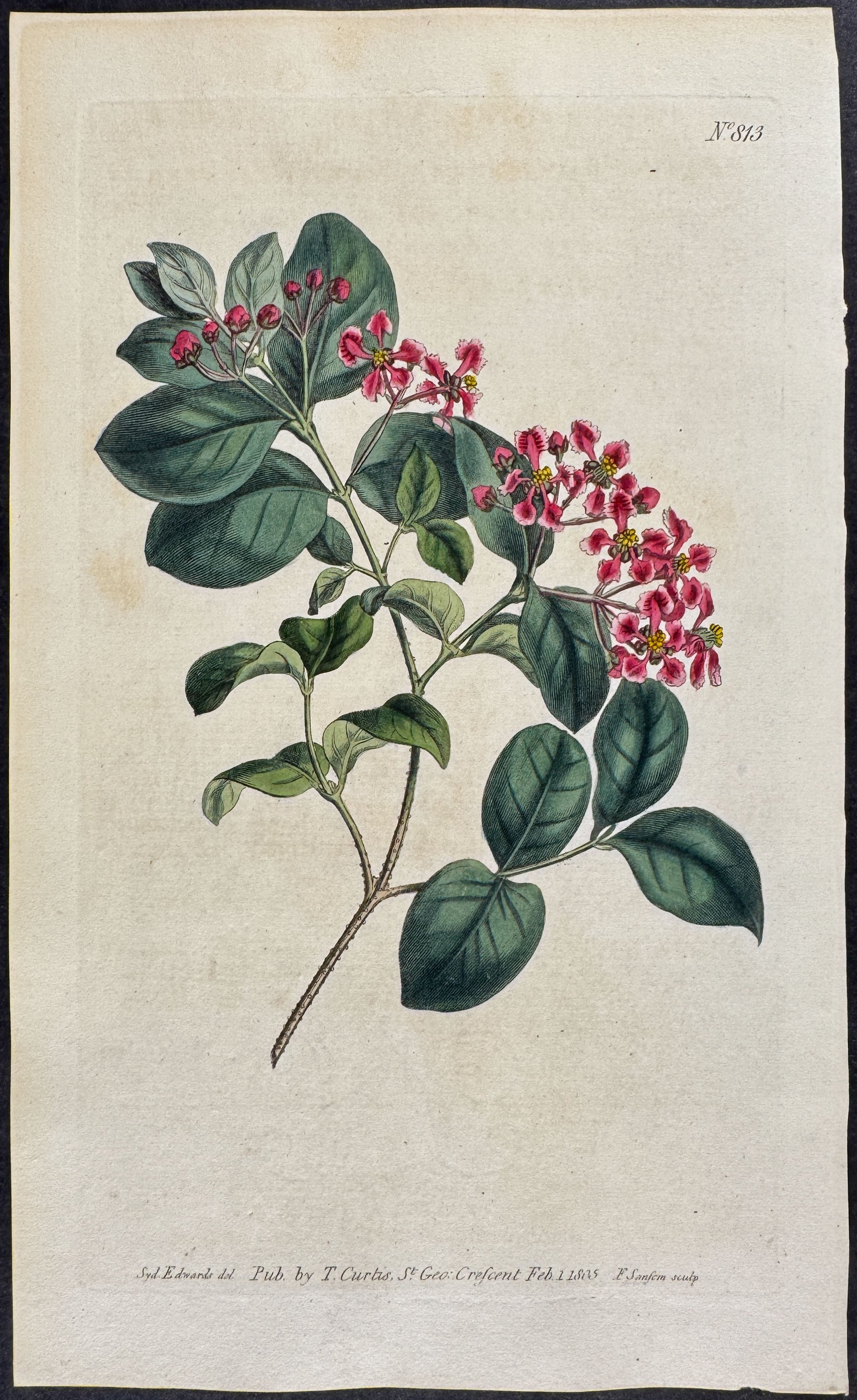 Smooth-leaved Barbadoes-Cherry