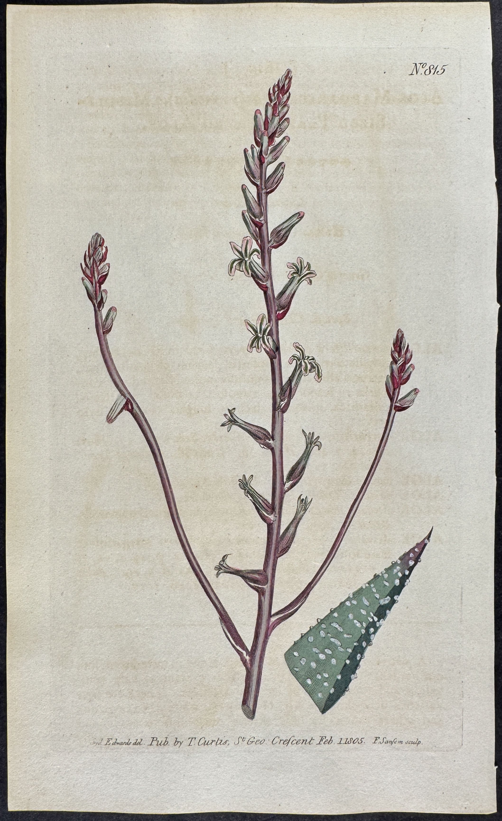 Middle-Sized Pearl-leaved Aloe