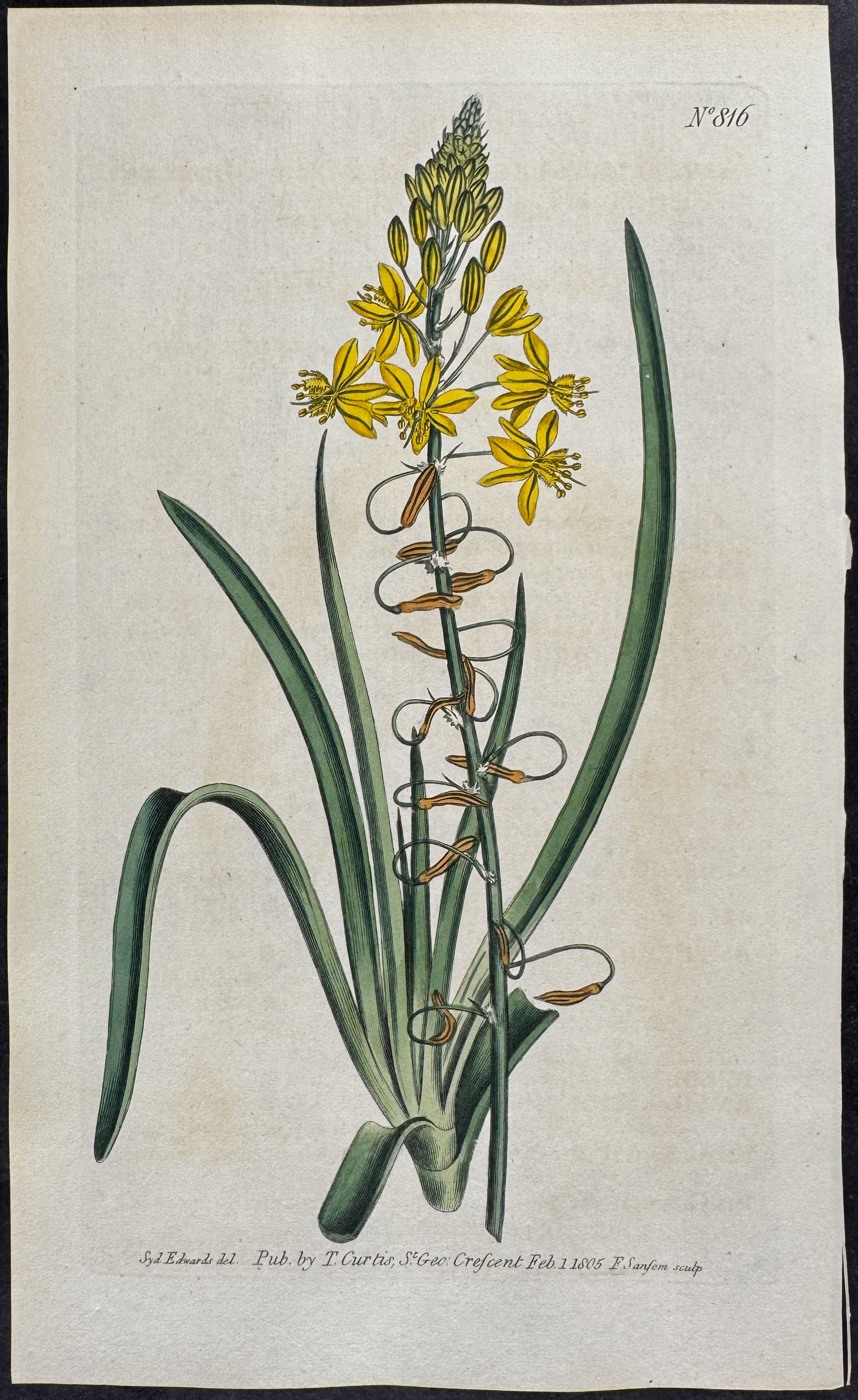 Onion-leaved Anthericum
